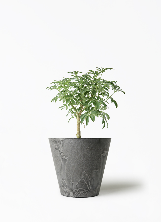 観葉植物 シェフレラ コンパクタ 4号 朴 シリンドリコ カプチーノ M