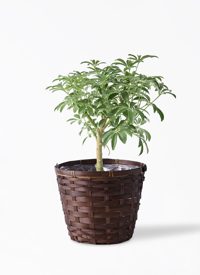 シェフレラ・コンパクタ・鉢つき 観葉植物 シェフレラ コンパクタ 5号 エドラ B 付き | 観葉植物