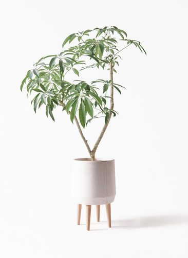 観葉植物 シェフレラ（カポック）7号 朴 ファイバークレイ White 付き