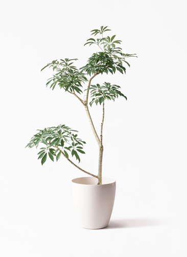 schefflera-compacta-528_1.jpg?