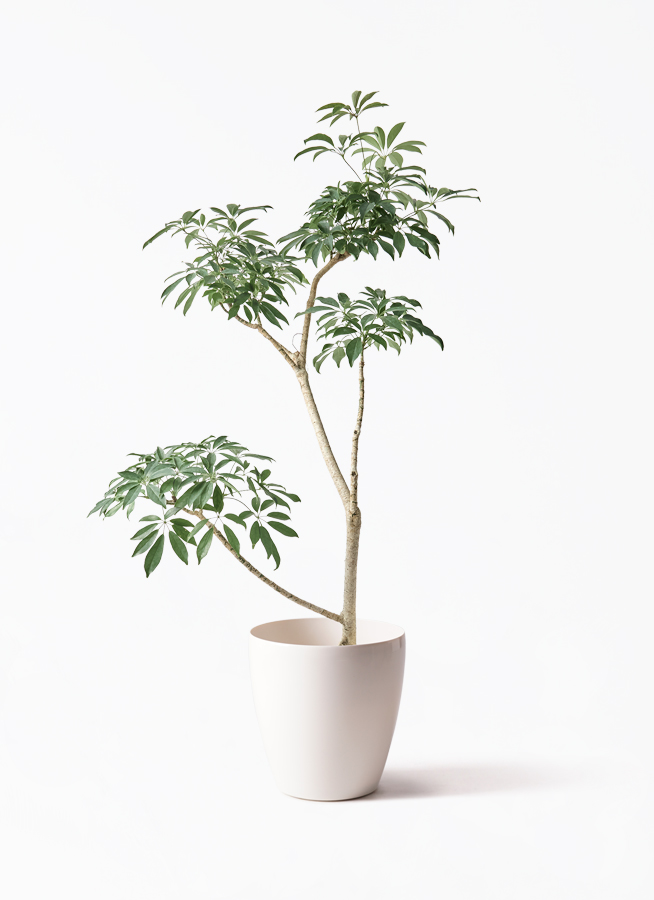 シェフレラ専用 観葉植物 シェフレラ コンパクタ 8号 朴 シグマ 角柱プランター