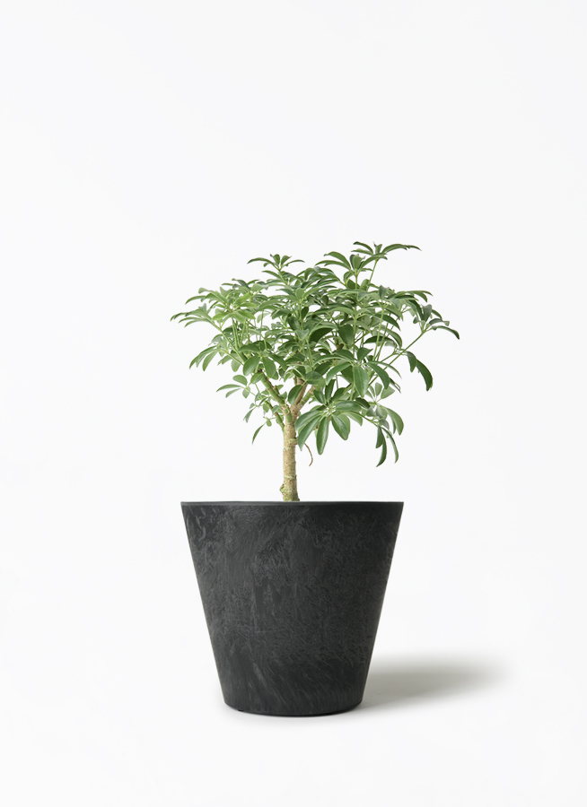 観葉植物 シェフレラ コンパクタ 4号 朴 プラスチック鉢 | 観葉植物