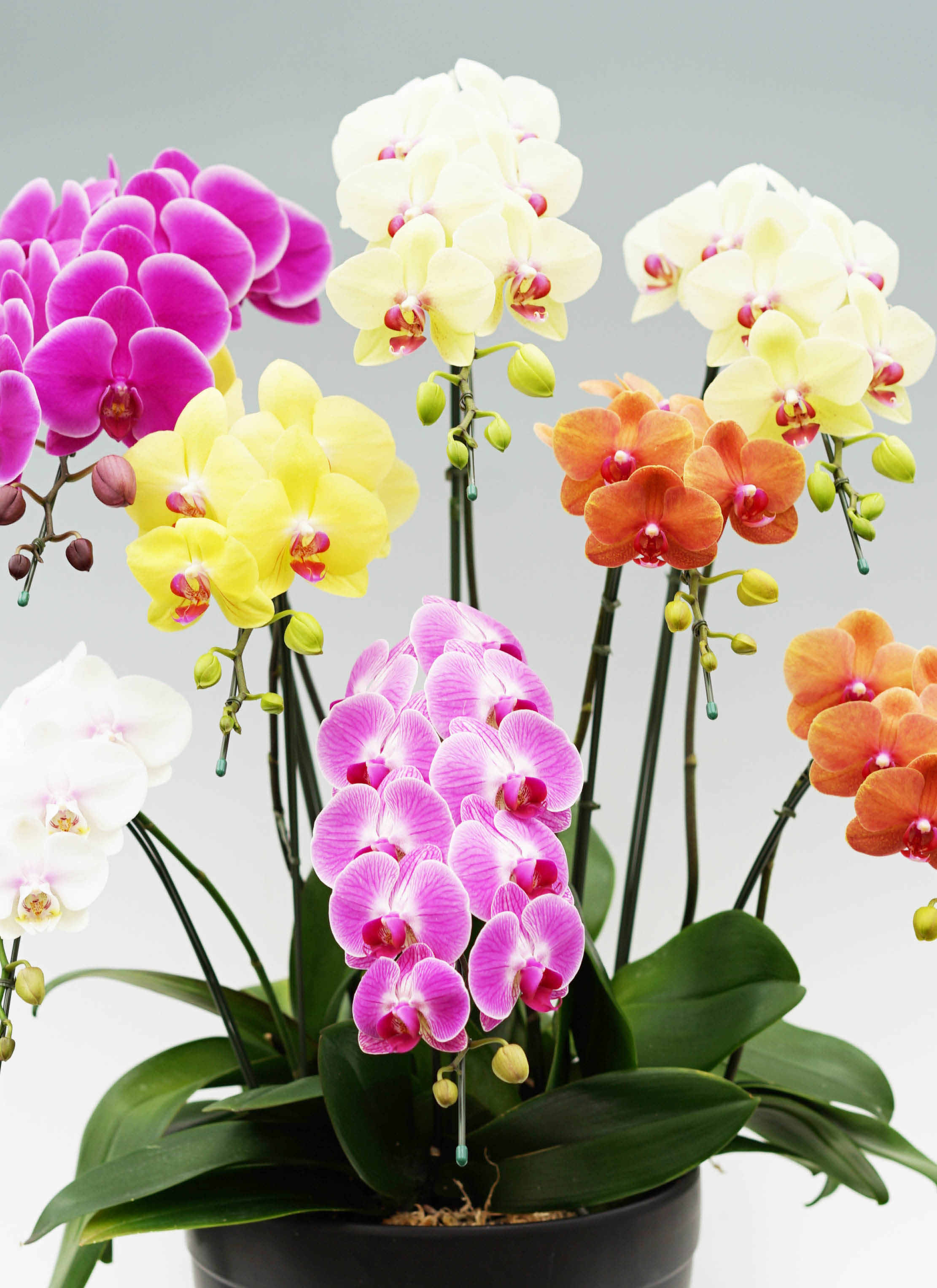 胡蝶蘭　生花　ミディ about_products_midiorchid_mix.jpg
