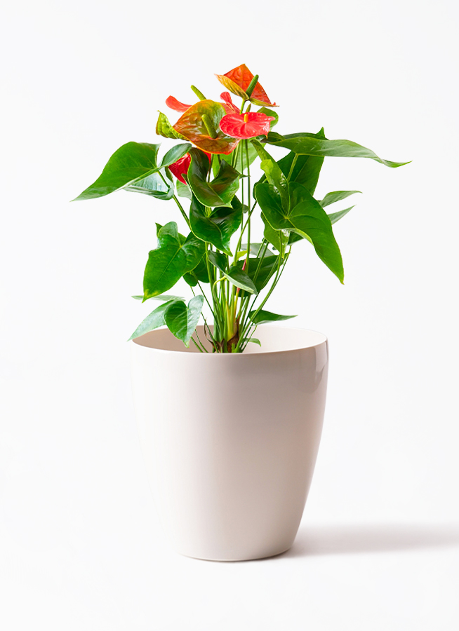 産地直送 観葉植物 アンスリウム ロイヤルチャンピオン 6号 レッド