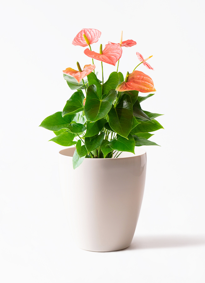 産地直送 観葉植物 アンスリウム オレゴン 6号 レッド エステリ ピンク