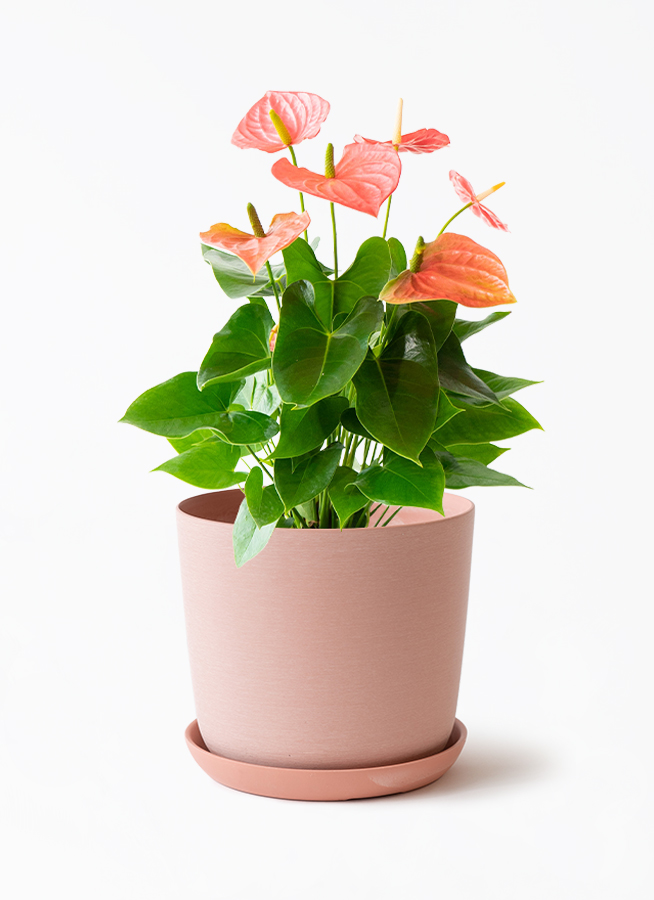 産地直送 観葉植物 アンスリウム オレゴン 6号 レッド エステリ ピンク