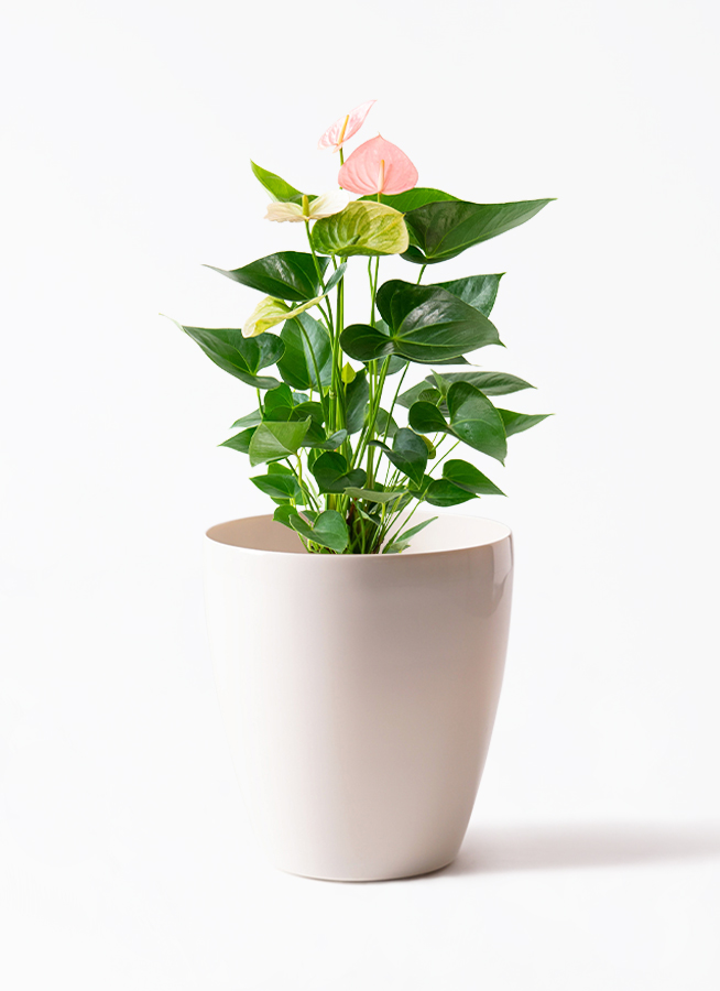 ds-anthical-anthurium-pink-