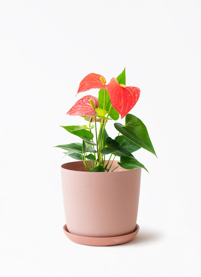 産地直送 観葉植物 アンスリウム バンビーノレッド 4号 レッド