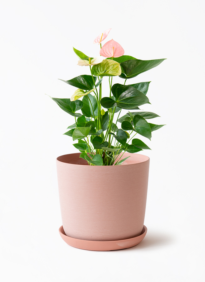 産地直送 観葉植物 アンスリウム パンドラ 6号 ピンク エステリ ピンク