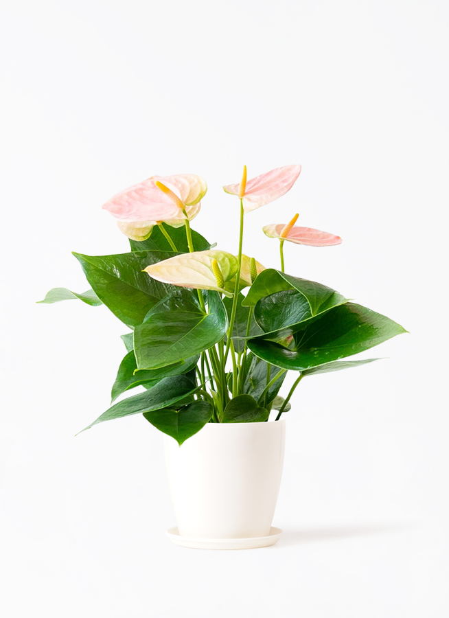 ds-anthical-anthurium-pink-