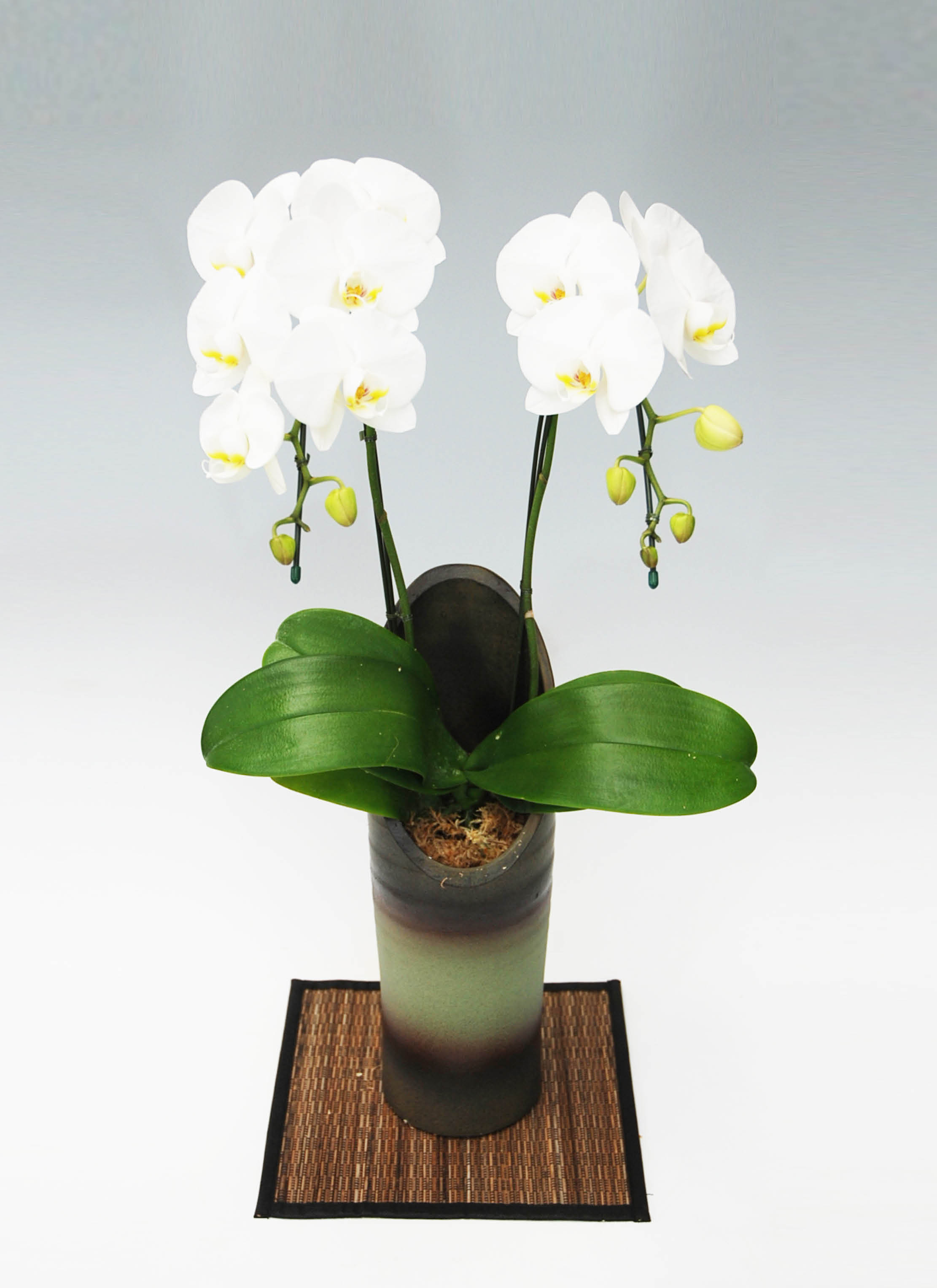 2本立ちの胡蝶蘭の通販 | HitoHana（ひとはな）