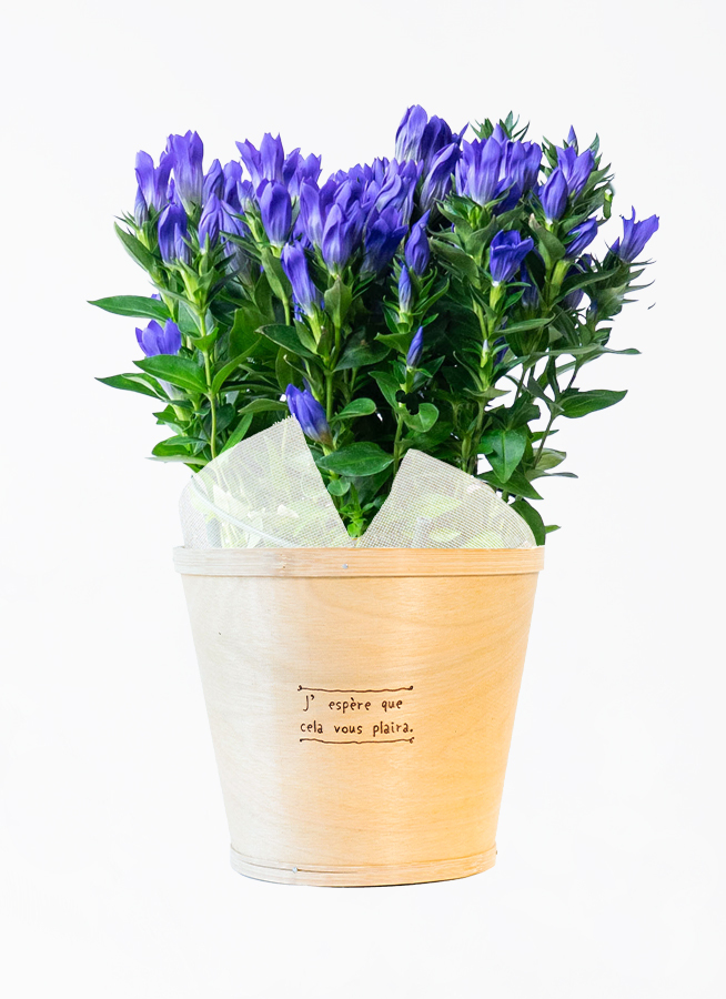 青色（ブルー）の鉢植えのお花 | 鉢植えのお花ならHitoHana（ひとはな）