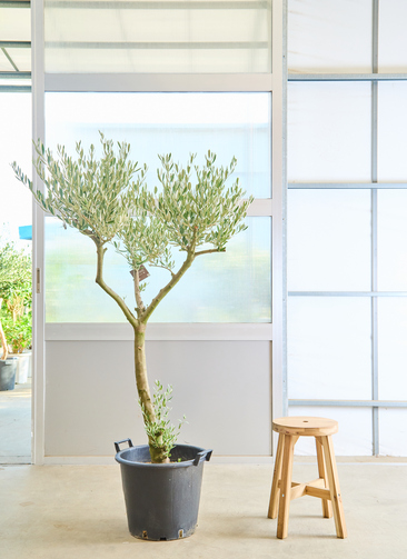 オリーブの木　ボード　音楽を奏でよう　特大約56cm 観葉植物 オリーブの木【160cm】12号 創樹 ミッション プラスチック鉢