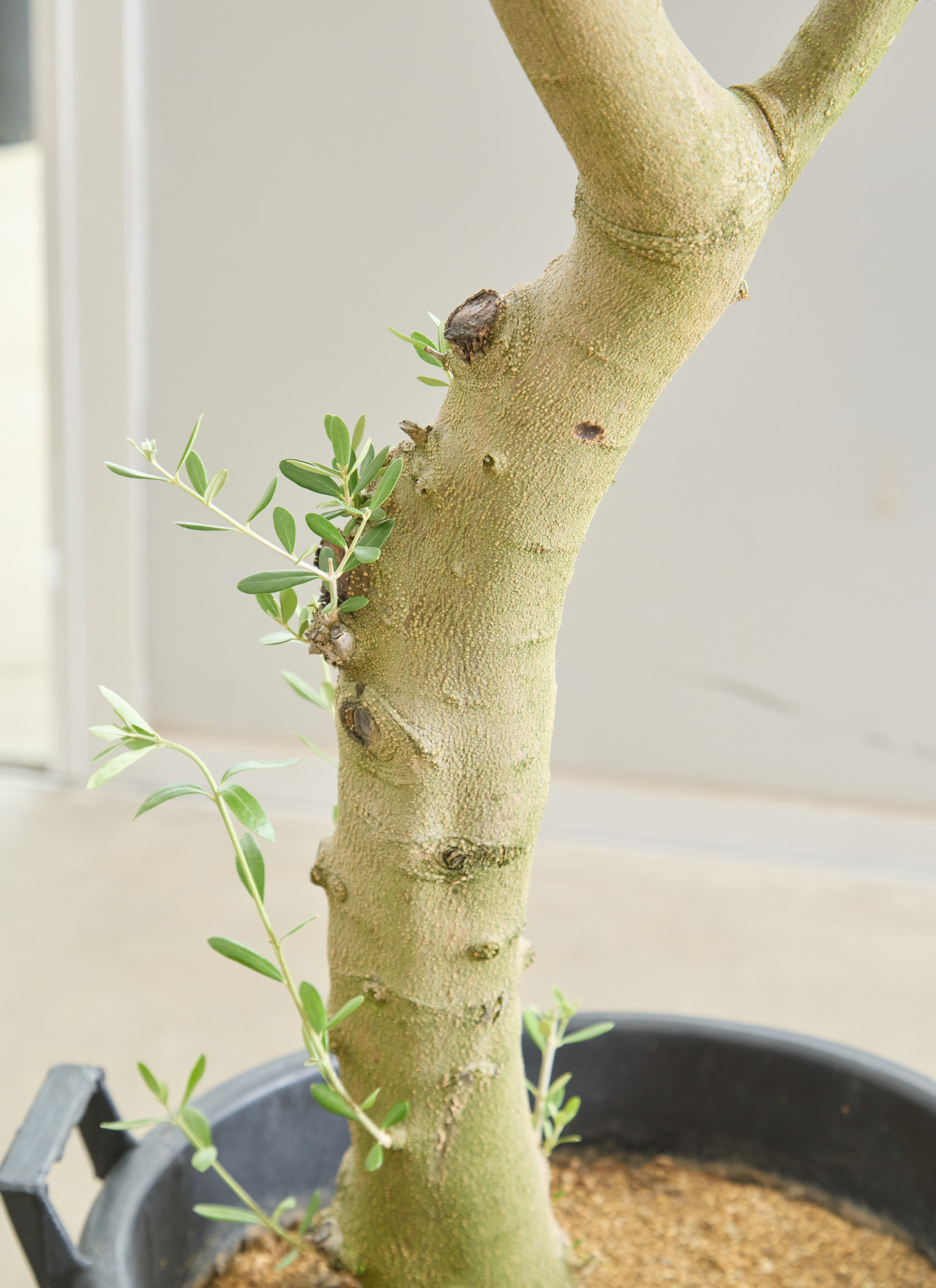 観葉植物 オリーブ ネバディロブランコ 樹形 オリーブの木 ネバティロ 