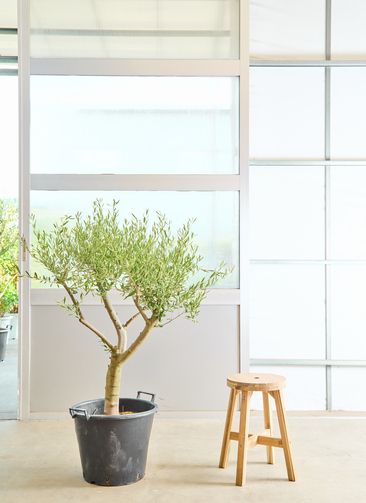 観葉植物 オリーブの木【130cm】12号 創樹 ネバディロブランコ