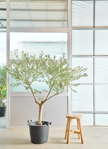 観葉植物 オリーブの木【160cm】12号 創樹 ネバディロブランコ