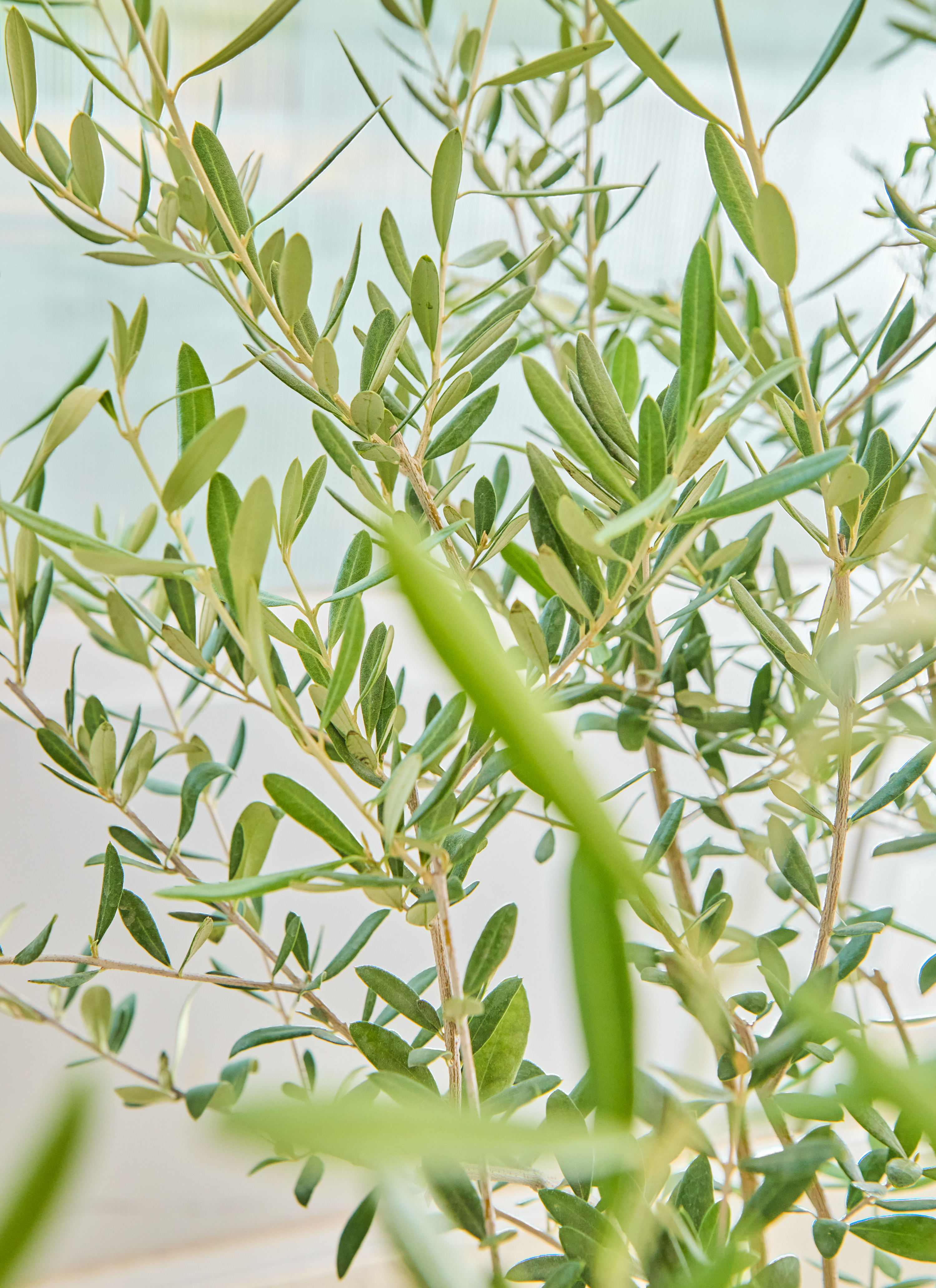 観葉植物 オリーブの木【160cm】12号 創樹 ネバディロブランコ
