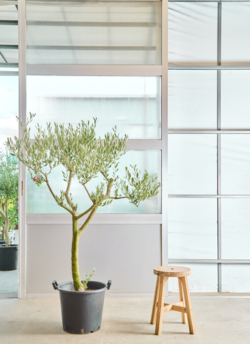 観葉植物 オリーブの木【160cm】12号 創樹 ミッション プラスチック鉢