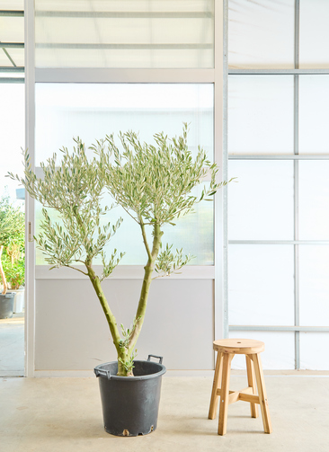 観葉植物 オリーブの木 【165cm】12号 創樹 ミッション プラスチック鉢