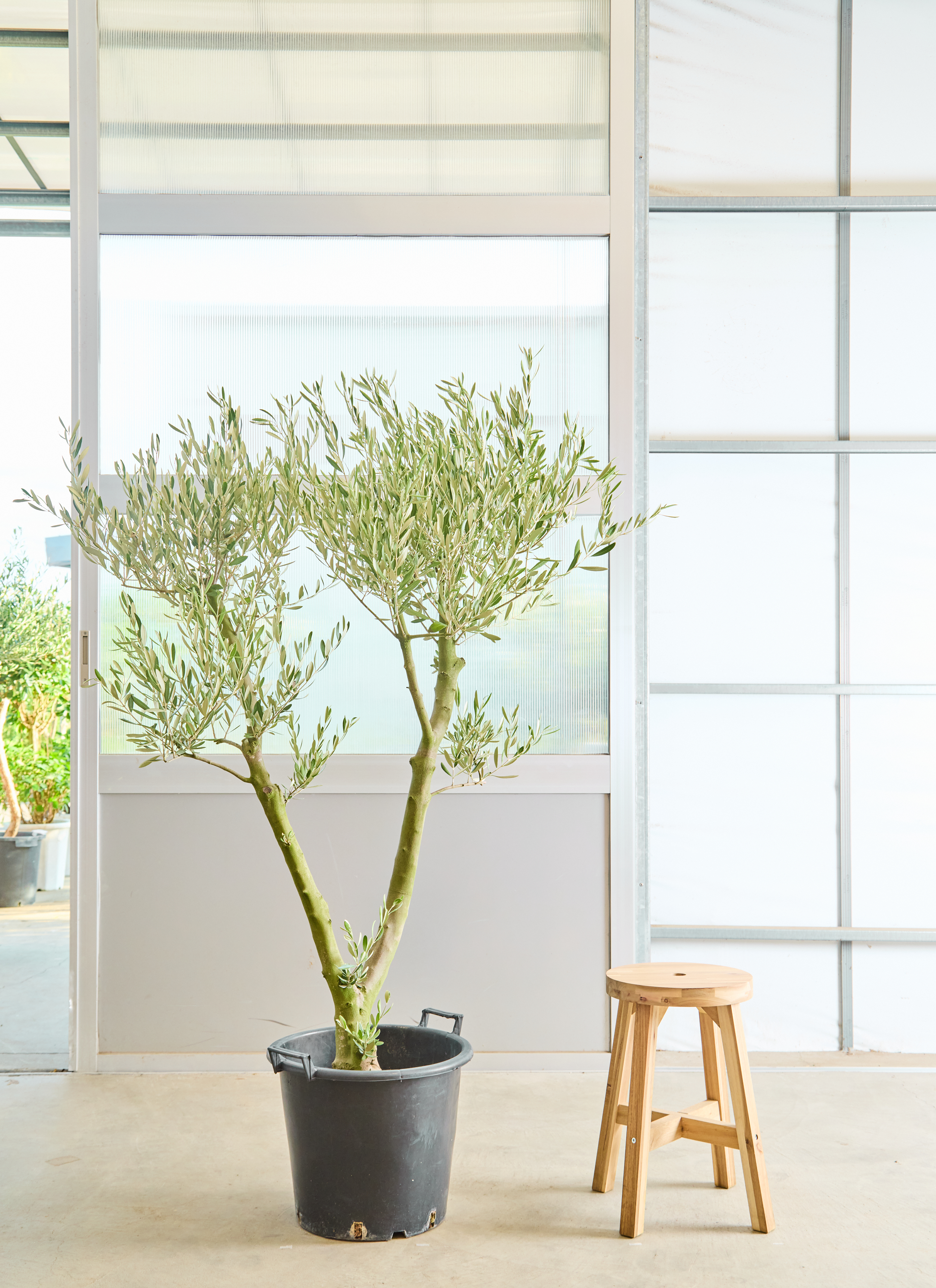 オリーブの木 創樹 | 観葉植物通販HitoHana(ひとはな)