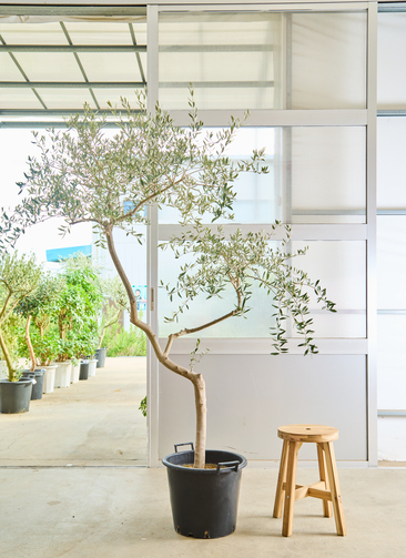 観葉植物 オリーブの木 【200cm】12号 創樹 ペンドリノ プラスチック鉢