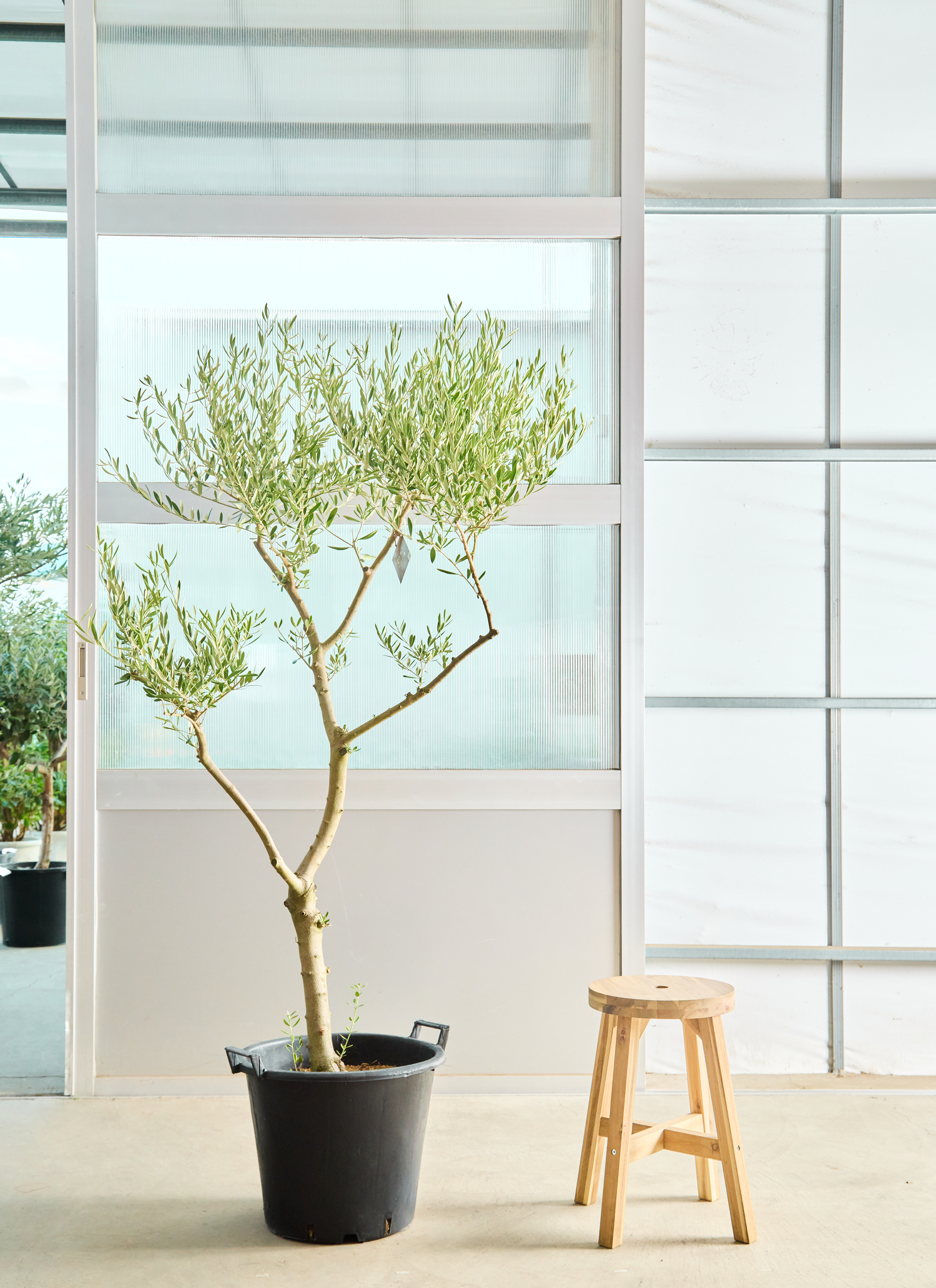 オリーブの木 1点もの（現品・現物） | 観葉植物通販HitoHana(ひとはな)