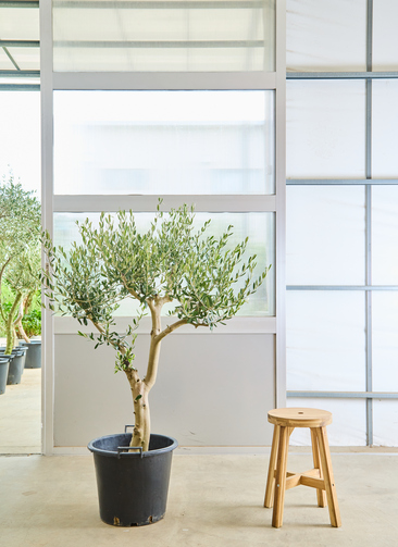 観葉植物 オリーブの木【135cm】12号 創樹 ルッカ プラスチック鉢