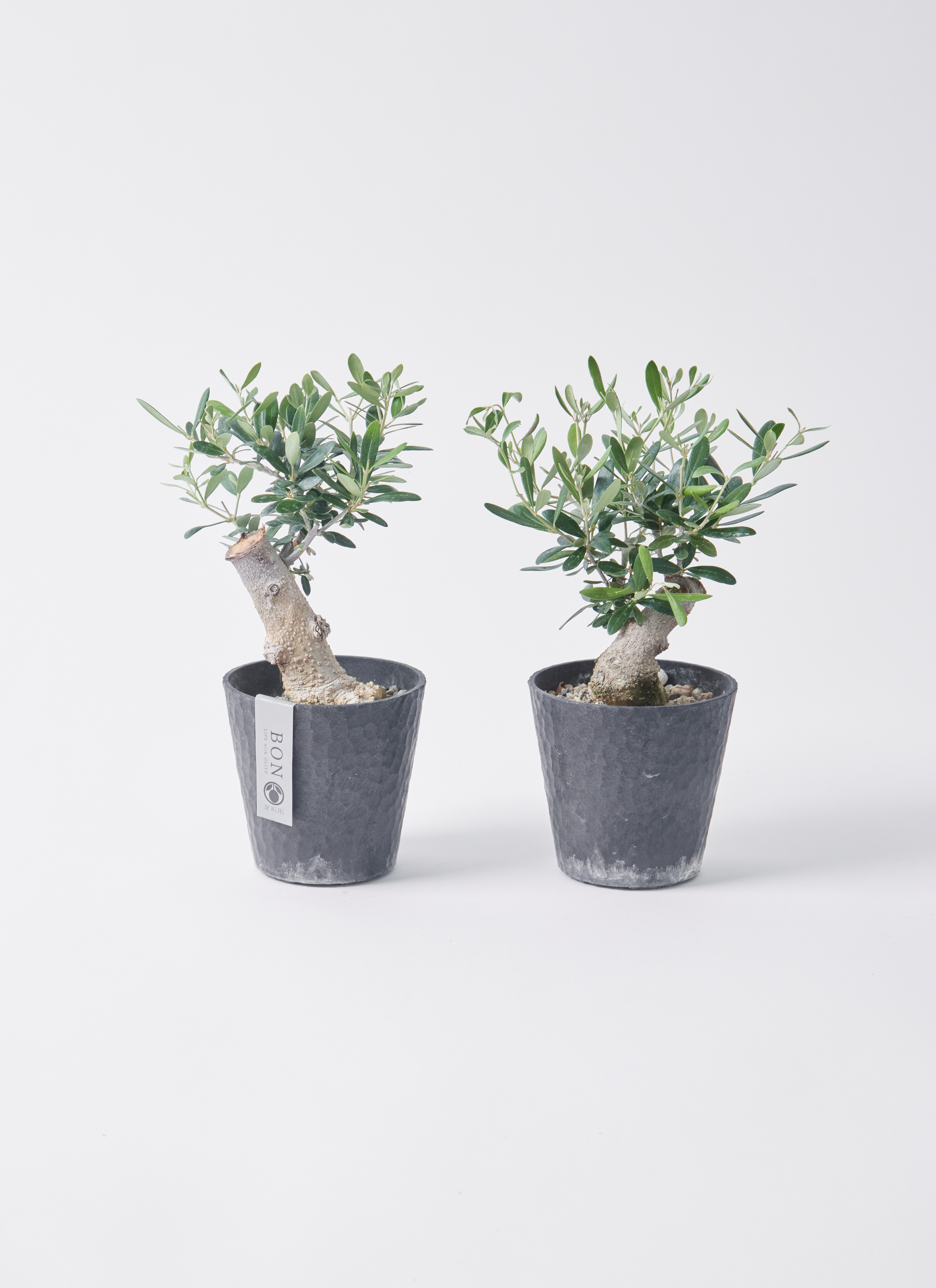 観葉植物 オリーブ 3号 創樹 盆栽仕立て | 観葉植物ならHitoHana(ひとはな)