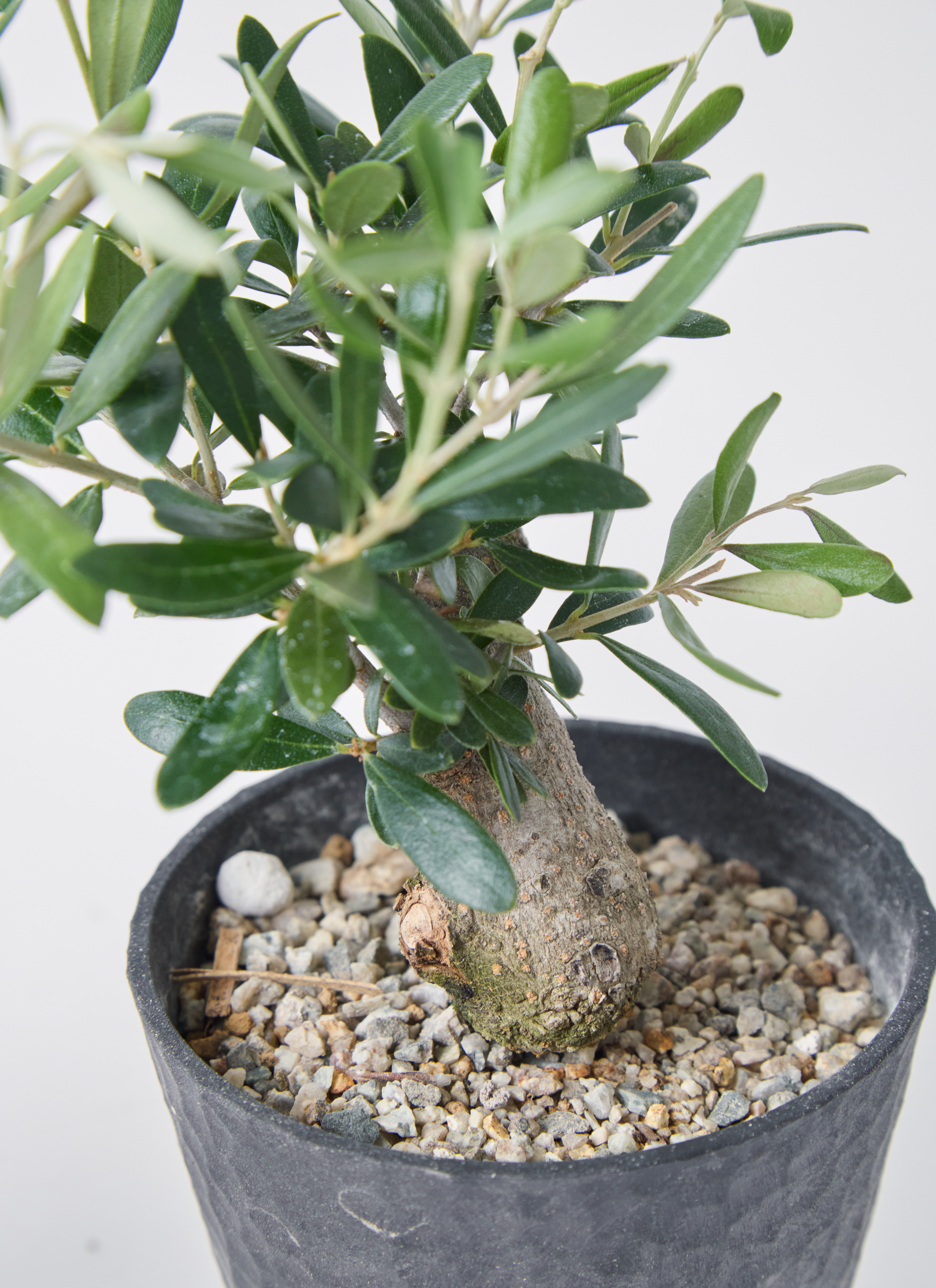 観葉植物 オリーブ 3号 創樹 盆栽仕立て | 観葉植物ならHitoHana(ひとはな)