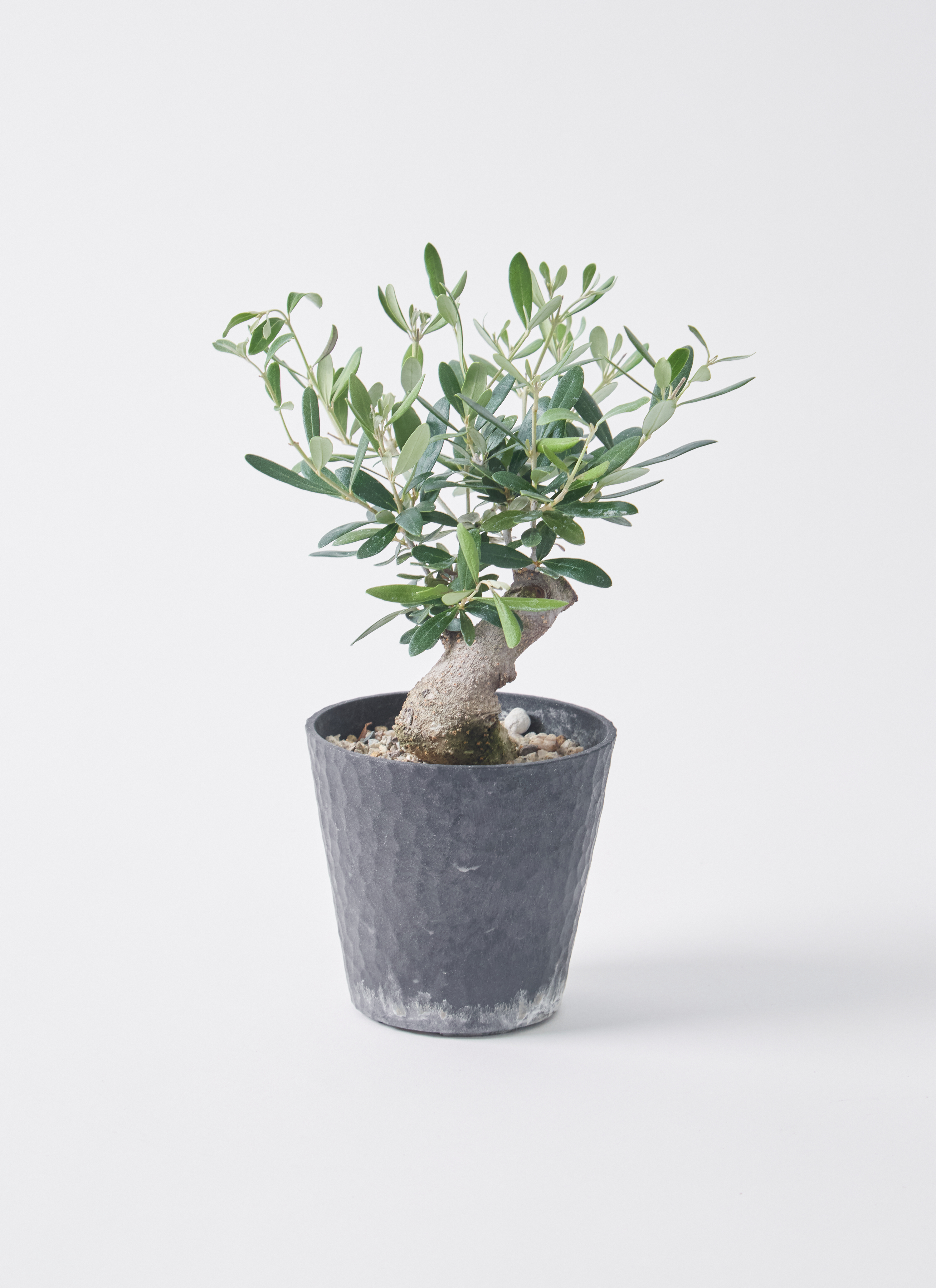 観葉植物 オリーブ 3号 創樹 盆栽仕立て | 観葉植物ならHitoHana(ひとはな)