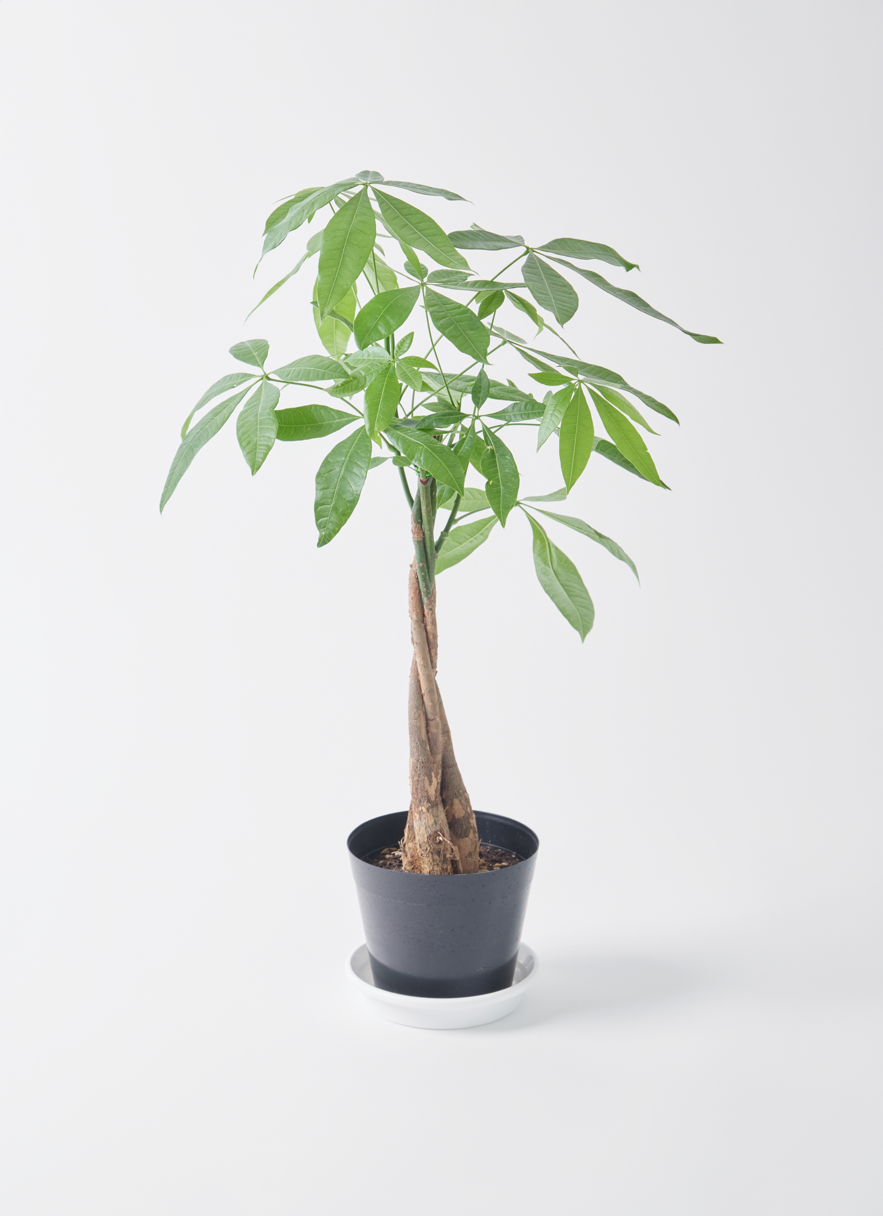 観葉植物 パキラ 5号 ねじり エドラ B 付き | 観葉植物ならHitoHana