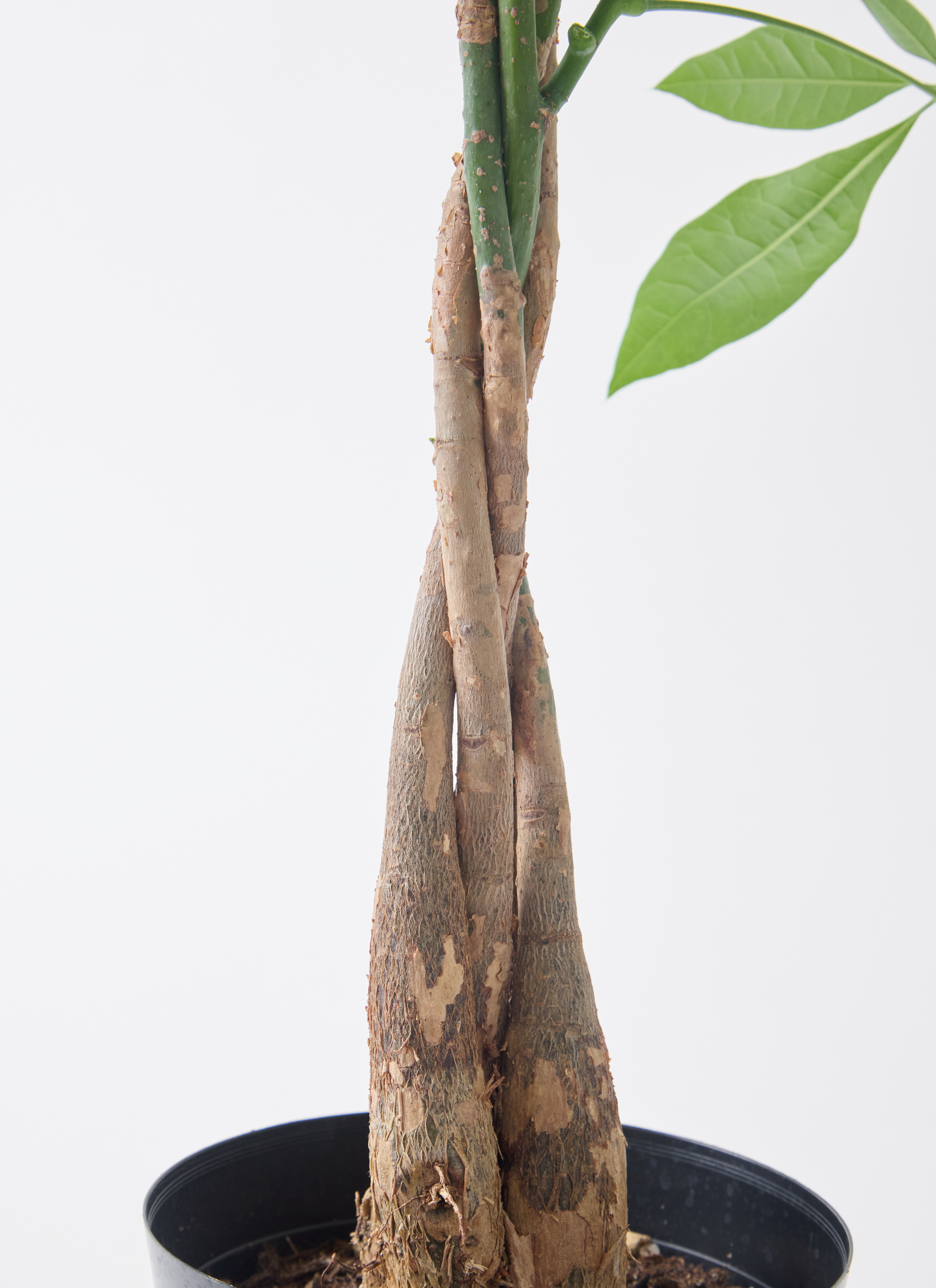 観葉植物 パキラ 5号 ねじり エドラ B 付き | 観葉植物ならHitoHana