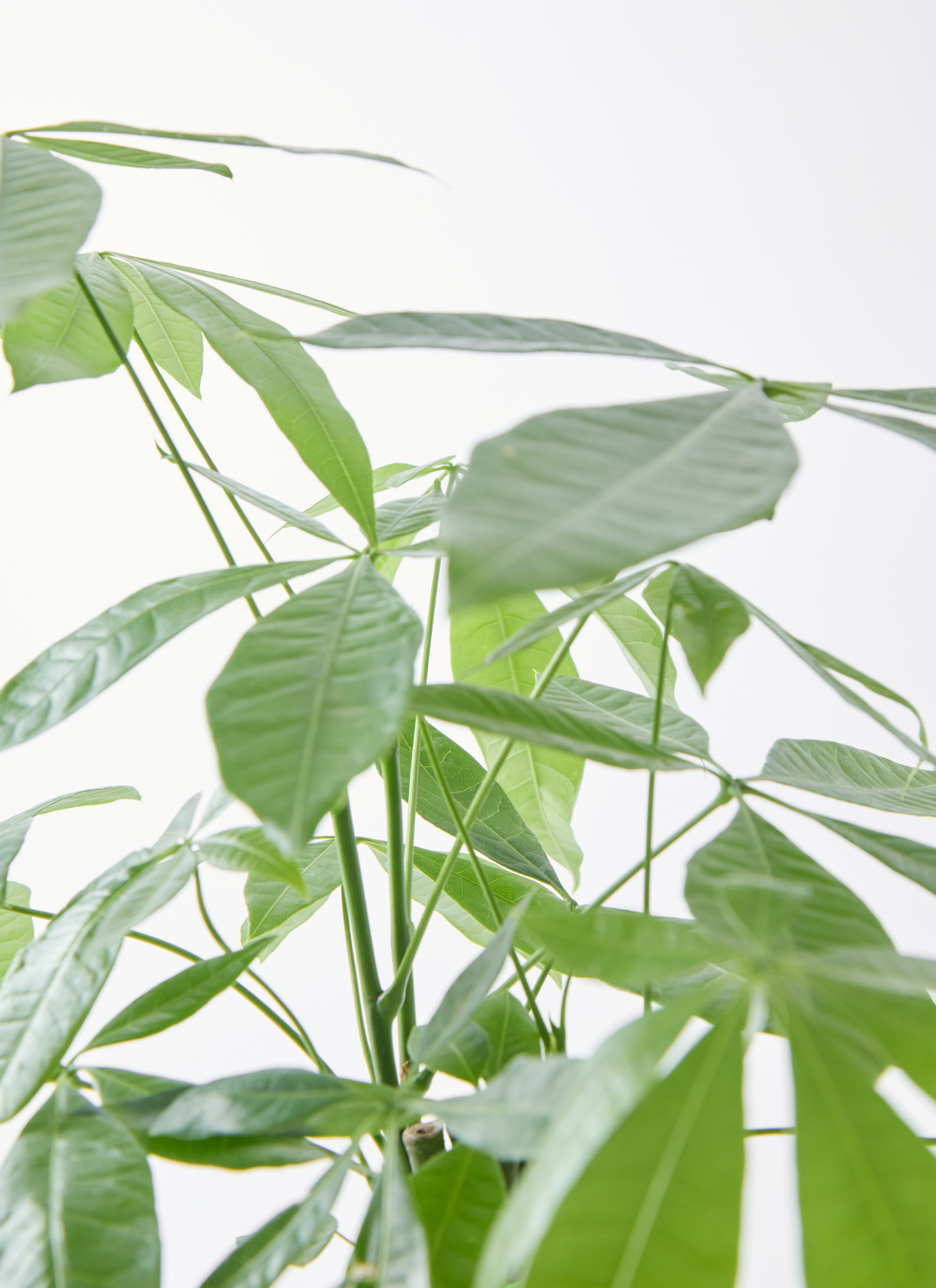 観葉植物 パキラ 5号 ねじり エドラ B 付き | 観葉植物ならHitoHana