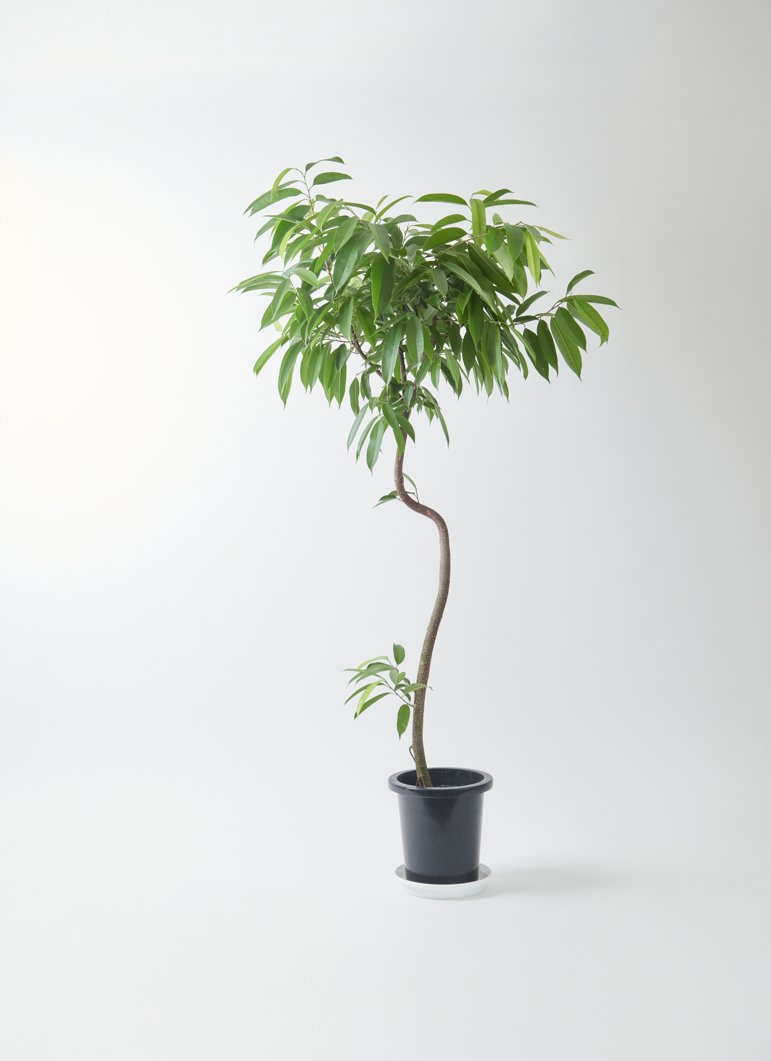 観葉植物 フィカス アムステルダムキング 8号 曲り プラスチック鉢