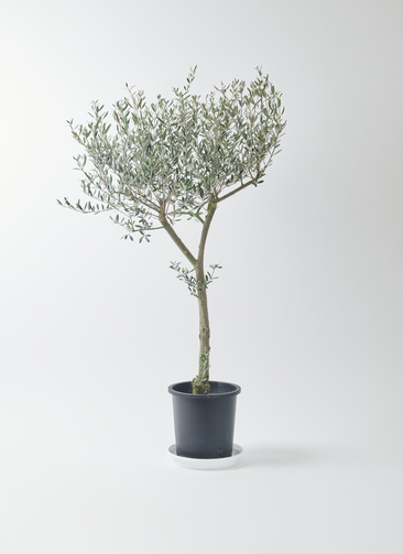 観葉植物 オリーブ 9号 創樹 プラスチック鉢 | 観葉植物ならHitoHana