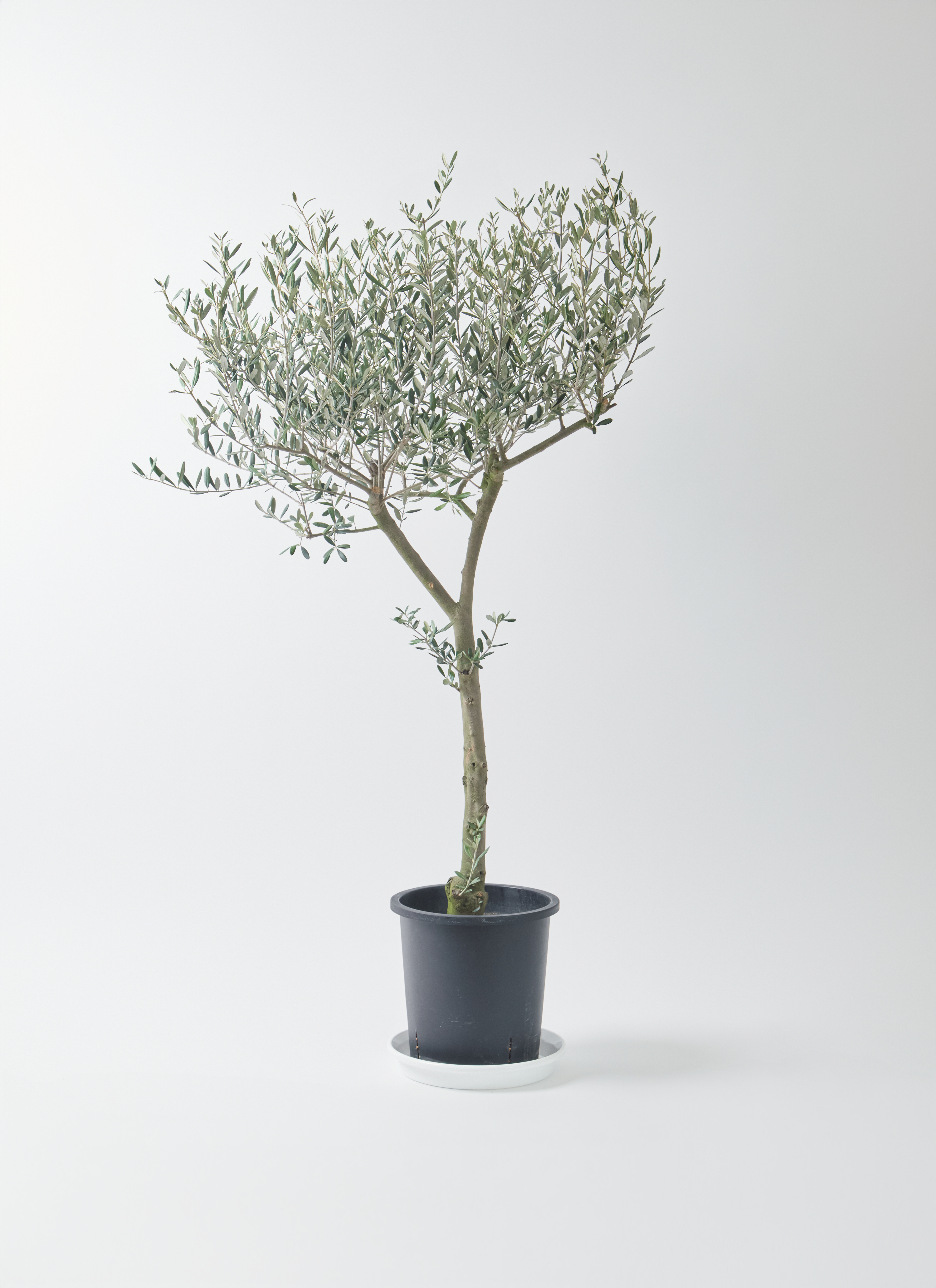 オリーブ　植木 小倉園 オリーブ・I-77(アイ・セブン・セブン) 8号鉢 オリーブの木