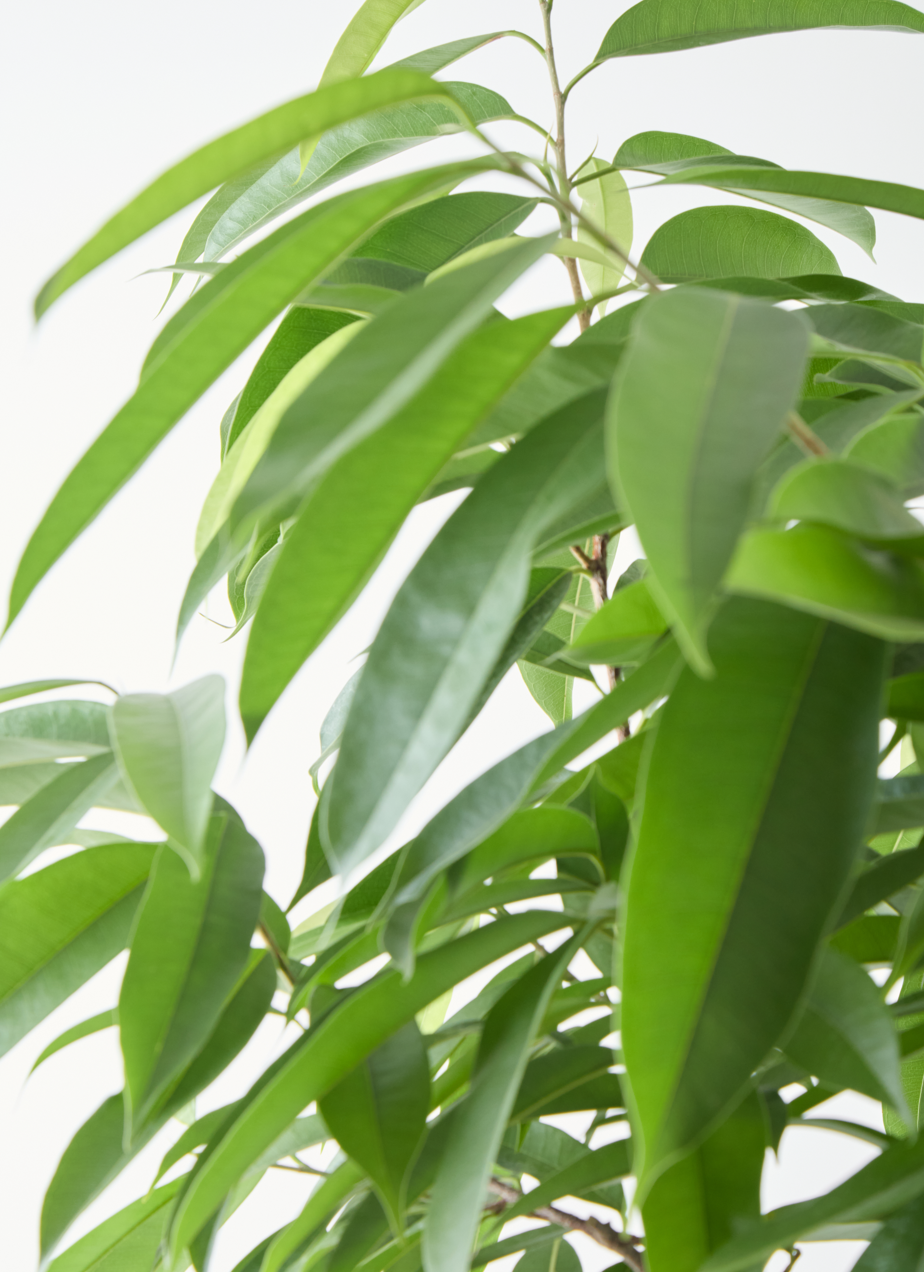 観葉植物 フィカス アムステルダムキング 8号 曲り プラスチック鉢