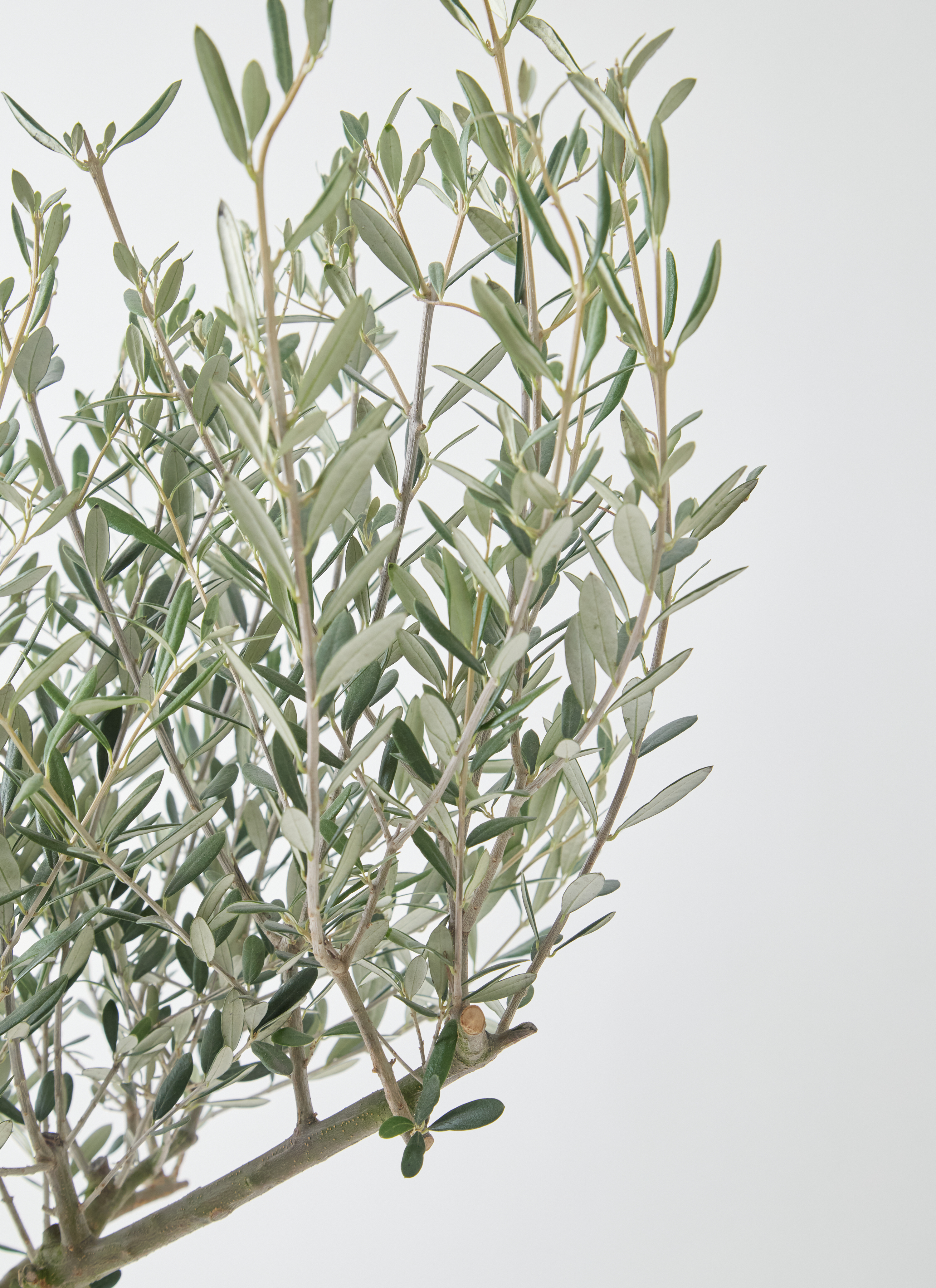 観葉植物 オリーブの木 9号 創樹 ブリティッシュキューブ 付き | 観葉