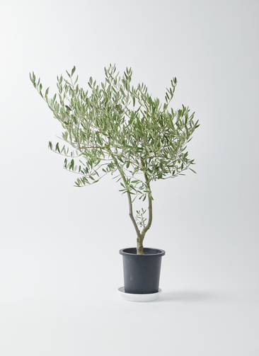観葉植物 オリーブ 7号 創樹 オリーミー プラスチック鉢 | 観葉植物