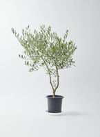希少　創樹オリーブ　オリーミー 観葉植物 オリーブ 7号 創樹 オリーミー プラスチック鉢 | 観葉植物