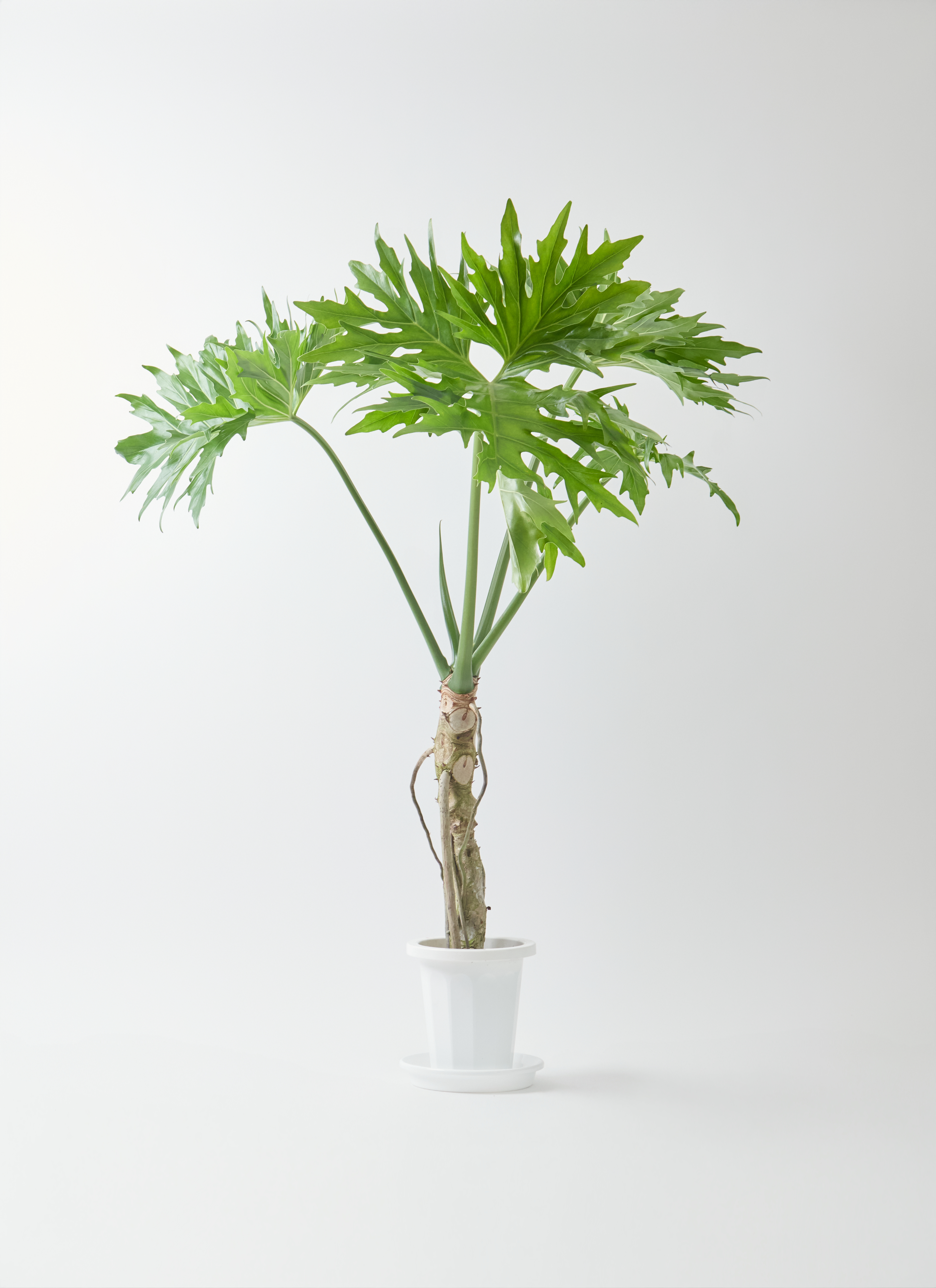 その他観葉植物 makoron 観葉植物】マドカズラ ブリキ缶 5号 鉢カラー/イエロー | Botanical