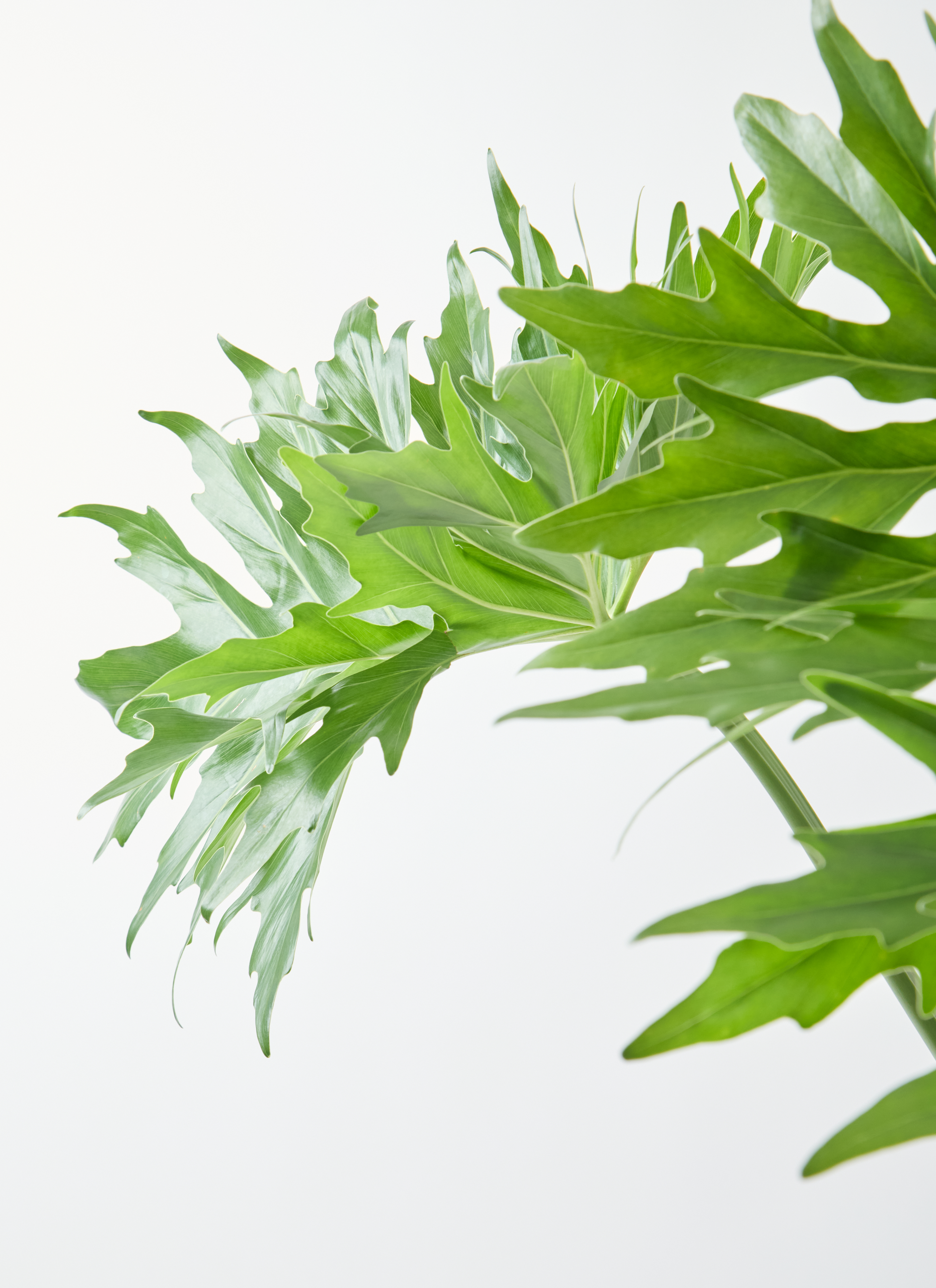 観葉植物 フィロデンドロン 7号 セローム ヒトデカズラ 根あがり