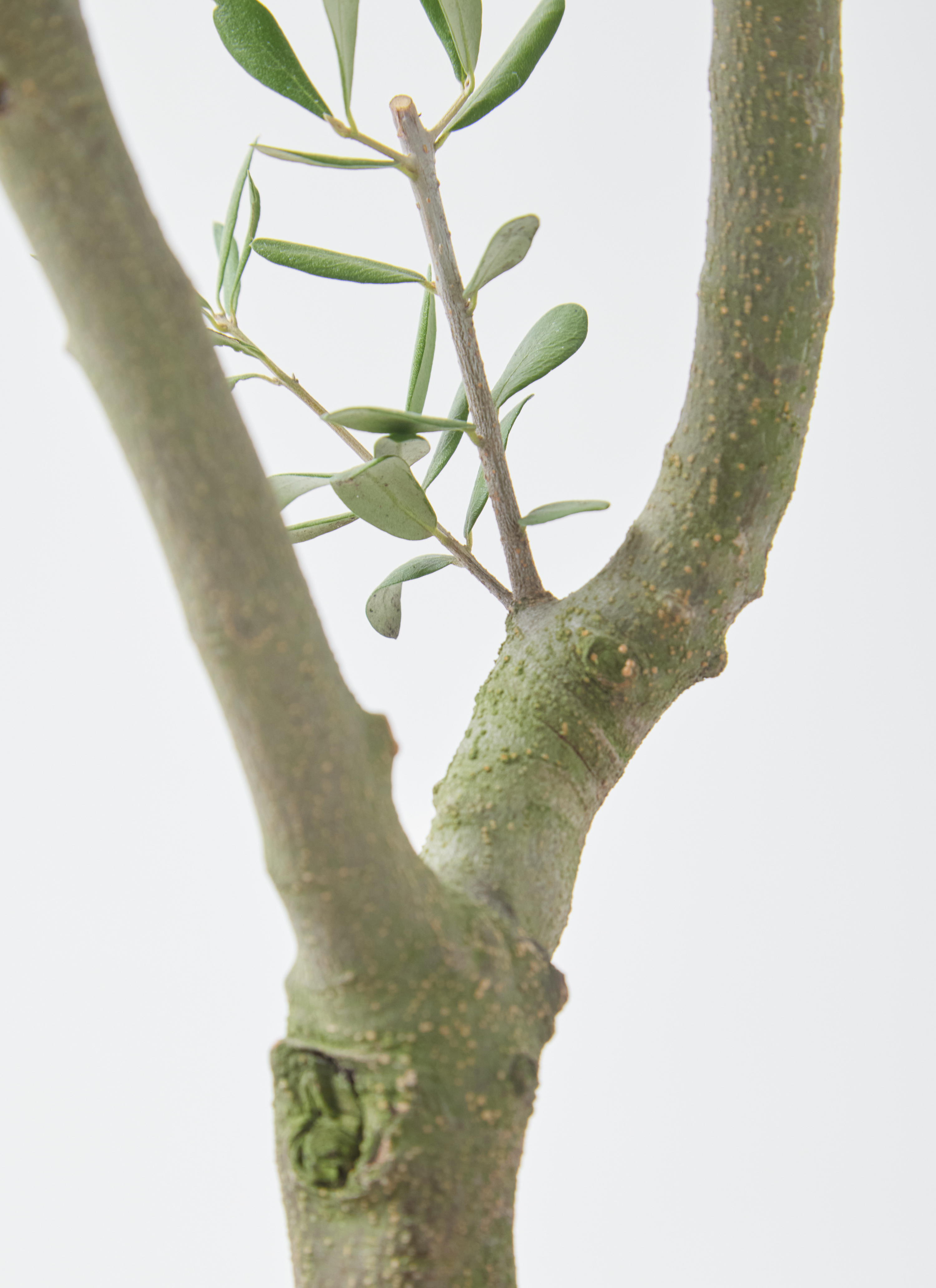 観葉植物 オリーブ 7号 創樹 オリーミー プラスチック鉢 | 観葉植物