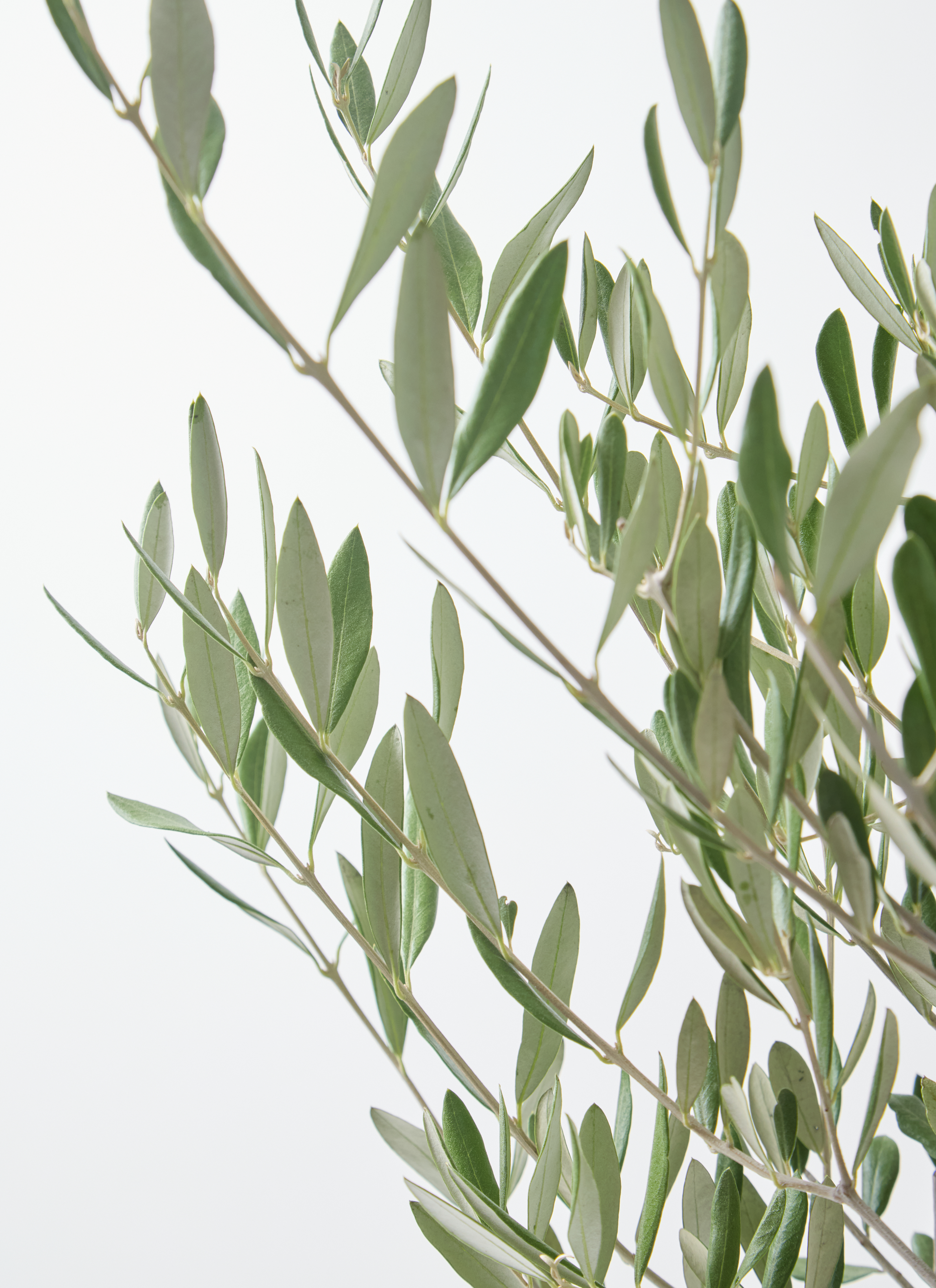 観葉植物 オリーブ 7号 創樹 オリーミー プラスチック鉢 | 観葉植物