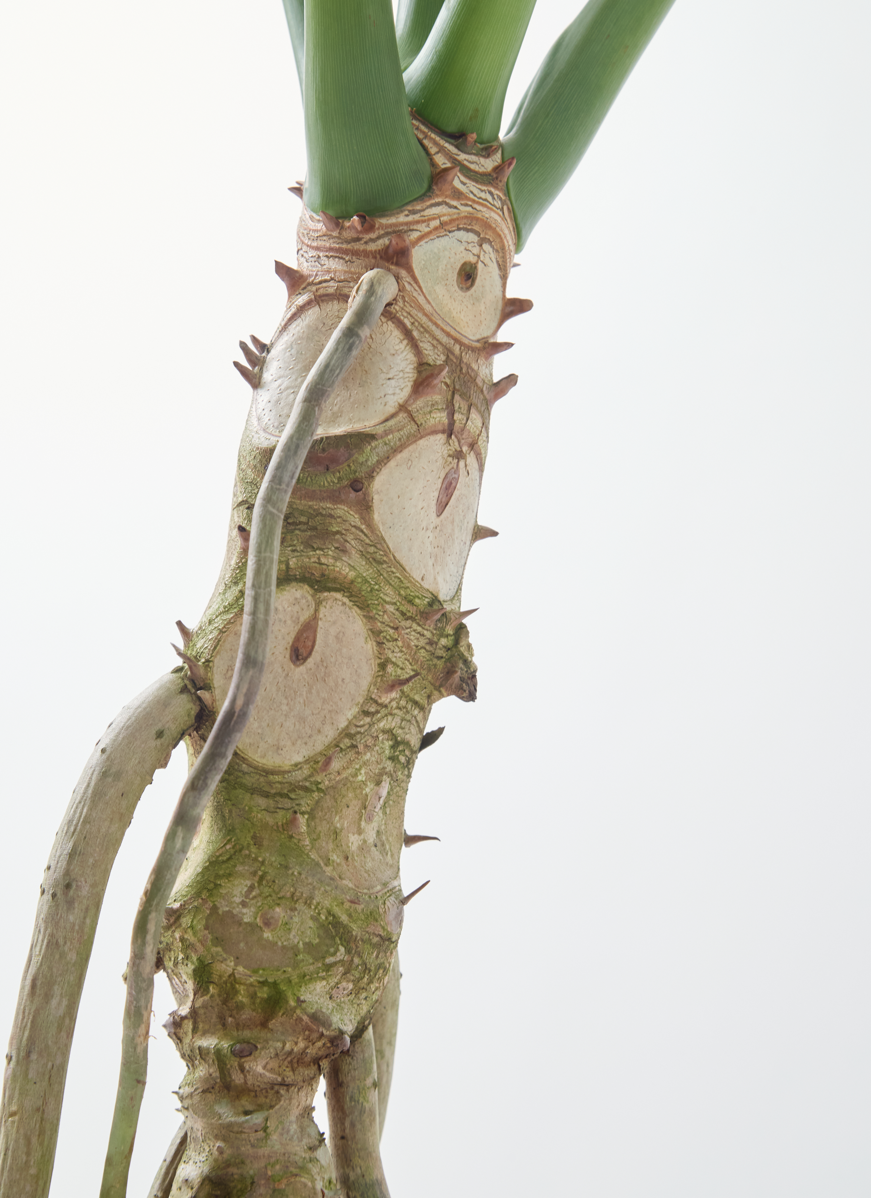 観葉植物 フィロデンドロン 7号 セローム ヒトデカズラ 根あがり