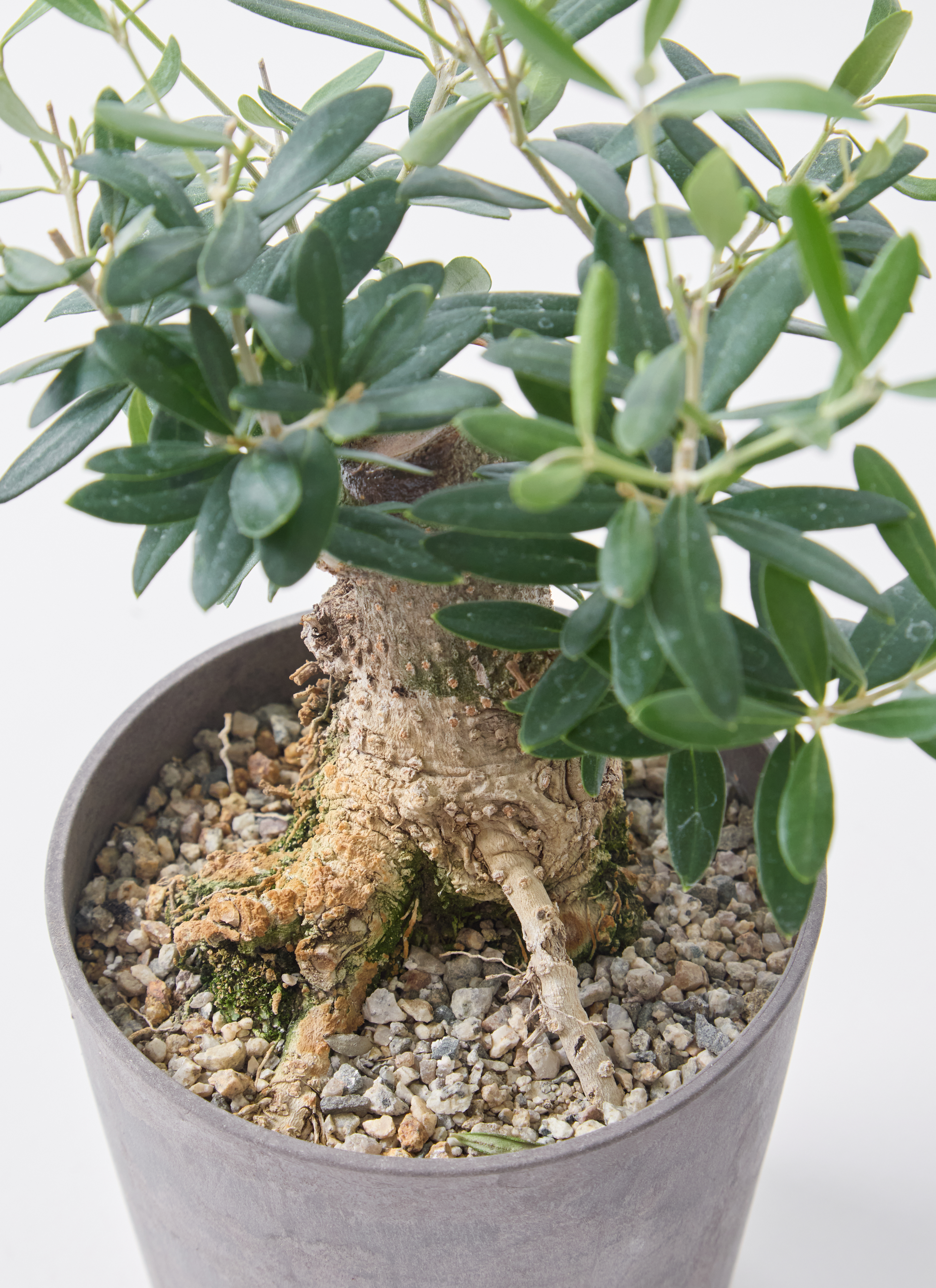 オリーブの木　盆栽 創樹 Olive オリーブの木 幹太 パープル樹脂鉢 SOUJU Cipressino