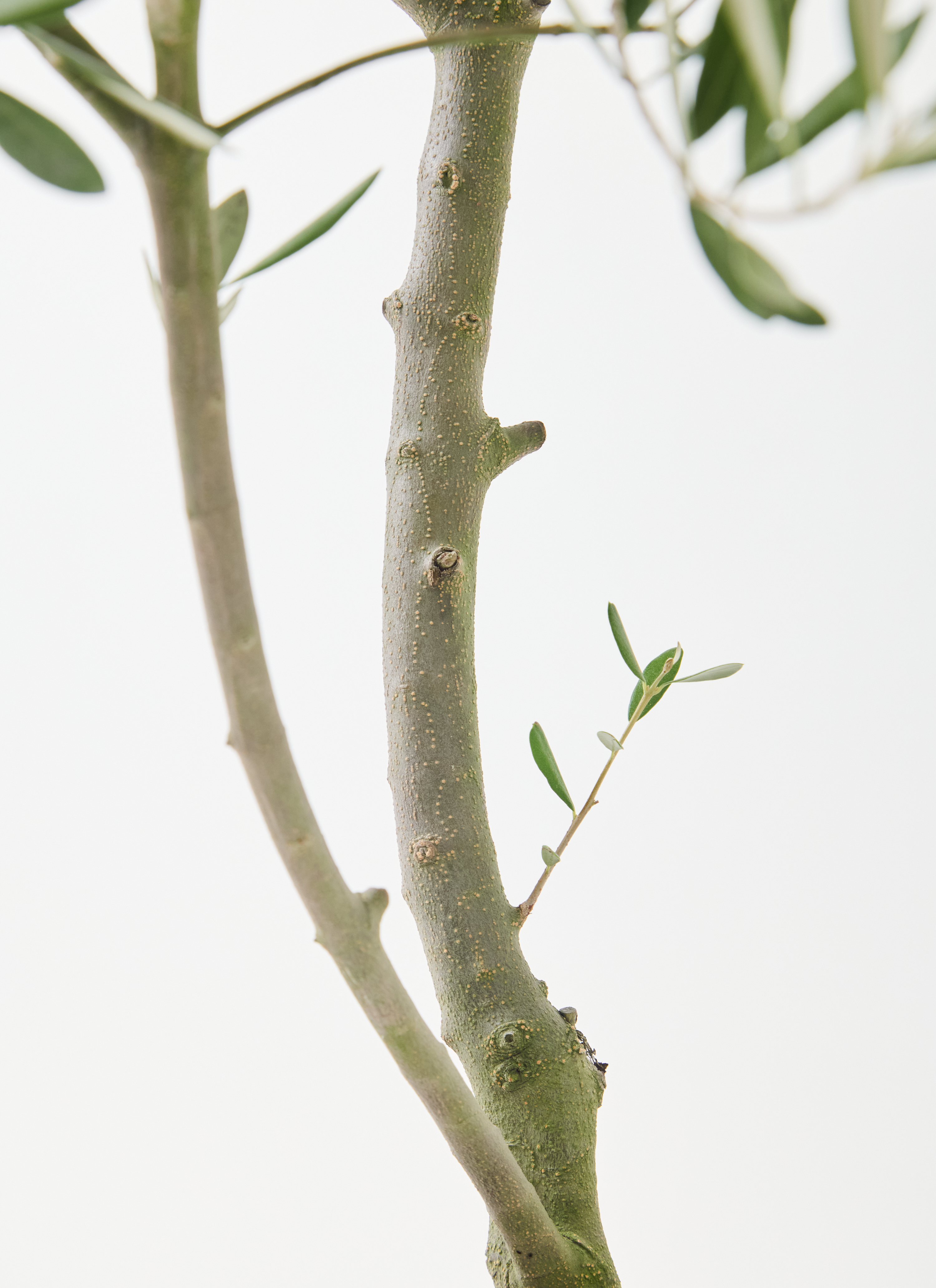観葉植物 オリーブの木 8号 創樹 オリーミー エディラウンド グレイ