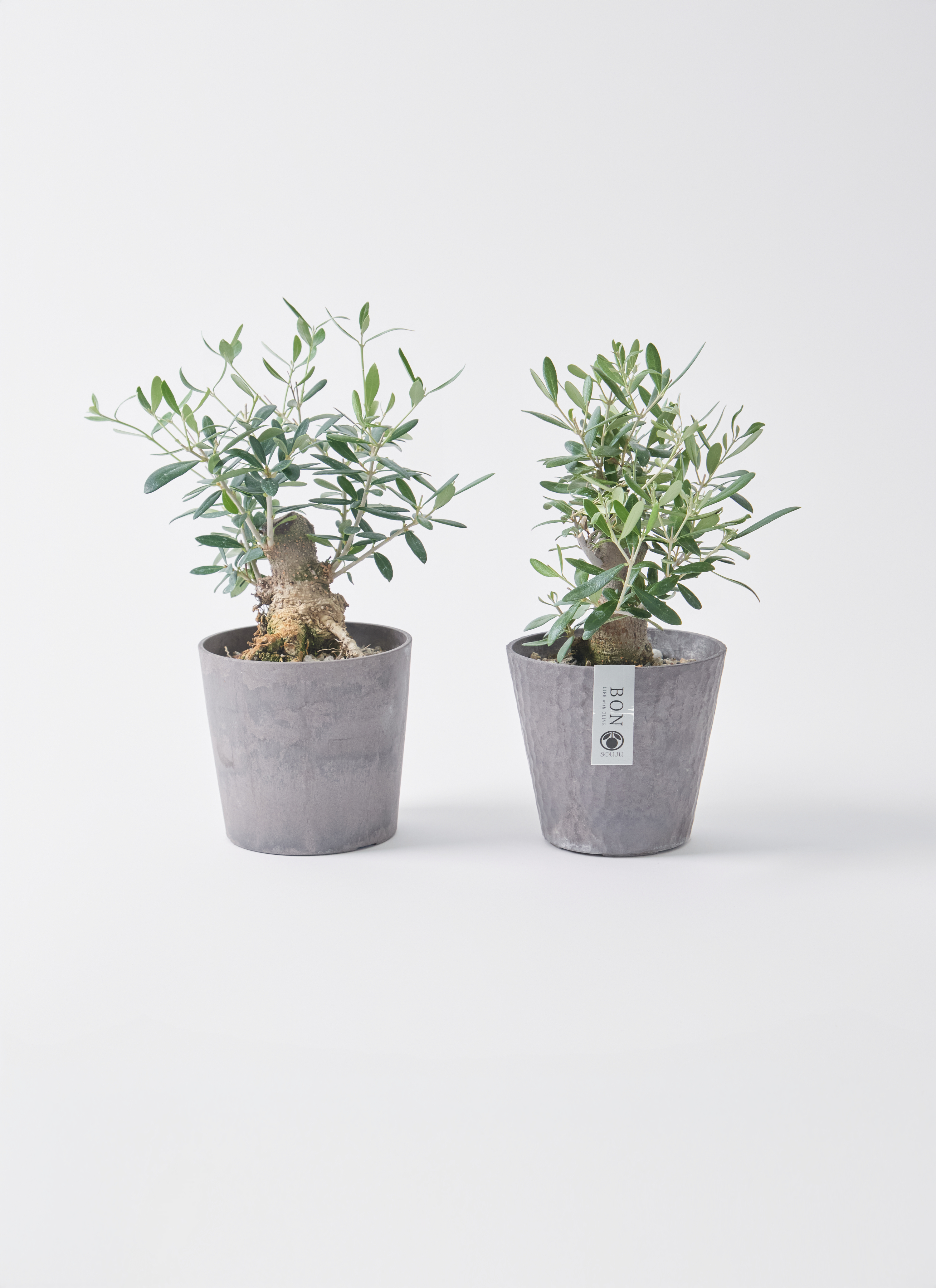 観葉植物 オリーブ 4号 創樹 盆栽仕立て | 観葉植物ならHitoHana(ひとはな)