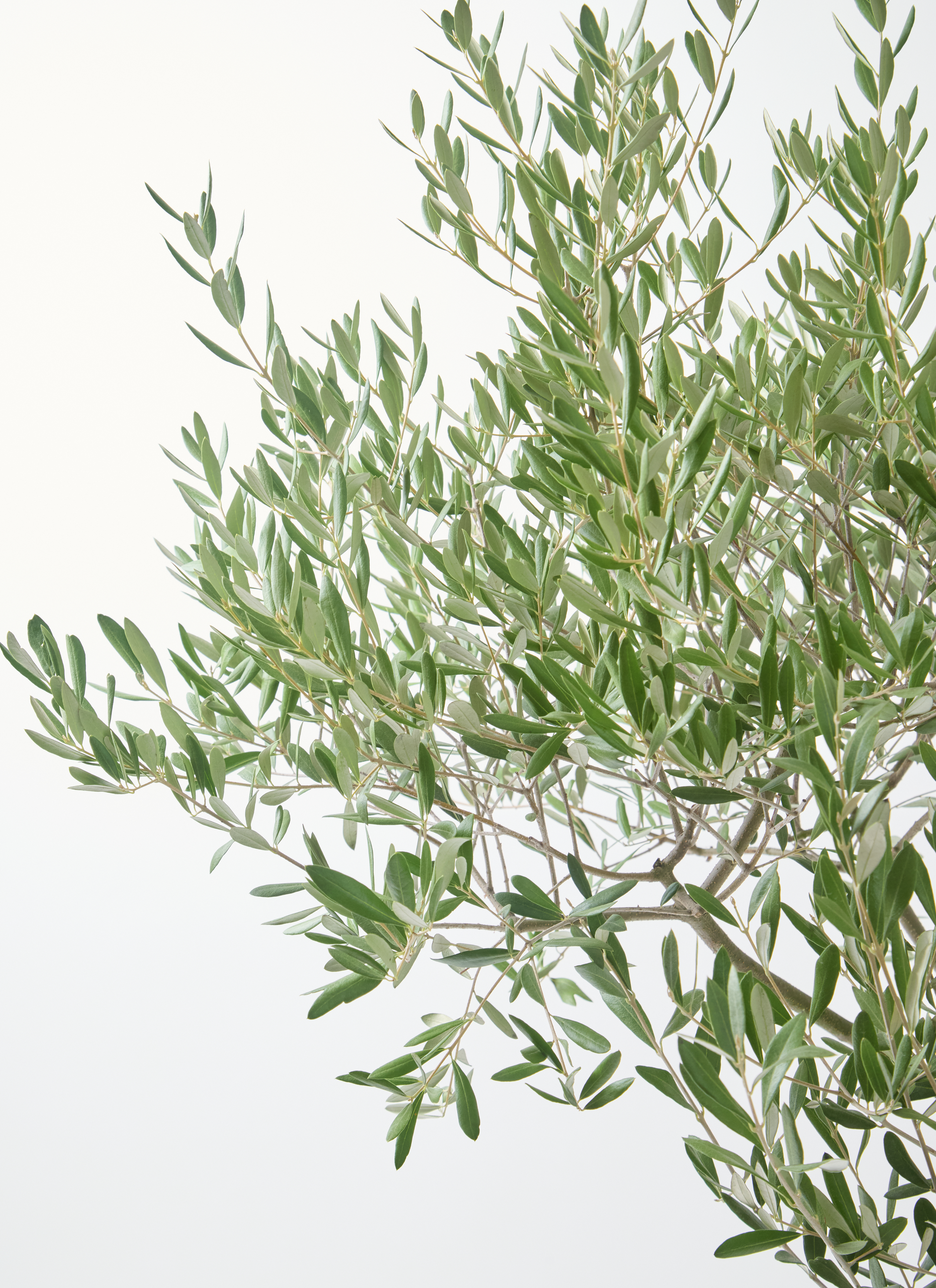 観葉植物 オリーブの木 8号 創樹 オリーミー エディラウンド グレイ