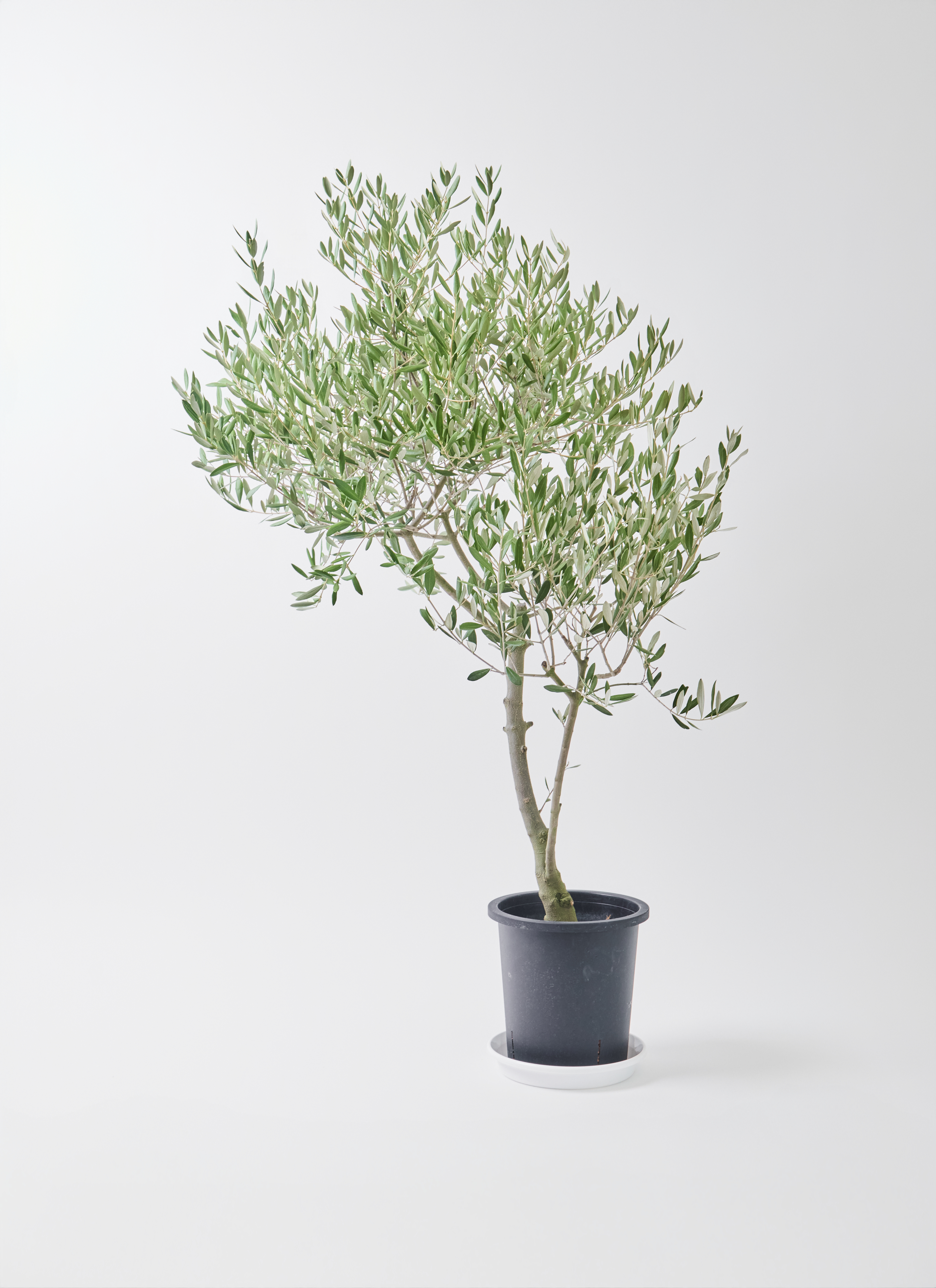 観葉植物 オリーブの木 8号 創樹 オリーミー アルマ ミドル 付き